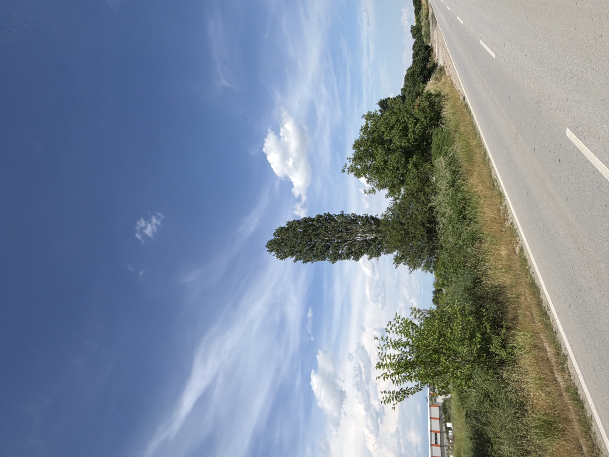 The image depicts a rural roadside scene in Zlatitrap, Bulgaria. A paved road with white lane markings extends into the distance, curving slightly to the right. The road is bordered by a dry, grassy verge and a line of vegetation, including bushes and trees.
Dominating the left side of the frame is a tall, slender tree with dense green foliage, flanked by smaller trees and bushes. In the background, to the left, a building with orange and grey panels is visible behind the greenery, possibly an industrial or commercial structure.
The sky above is a vibrant blue, punctuated by scattered white clouds, some wispy and others more cumulus-like. The lighting suggests it is daytime, with bright sunlight casting natural shadows. No people or vehicles are present in the image. The overall impression is one of a quiet, sun-drenched rural landscape.