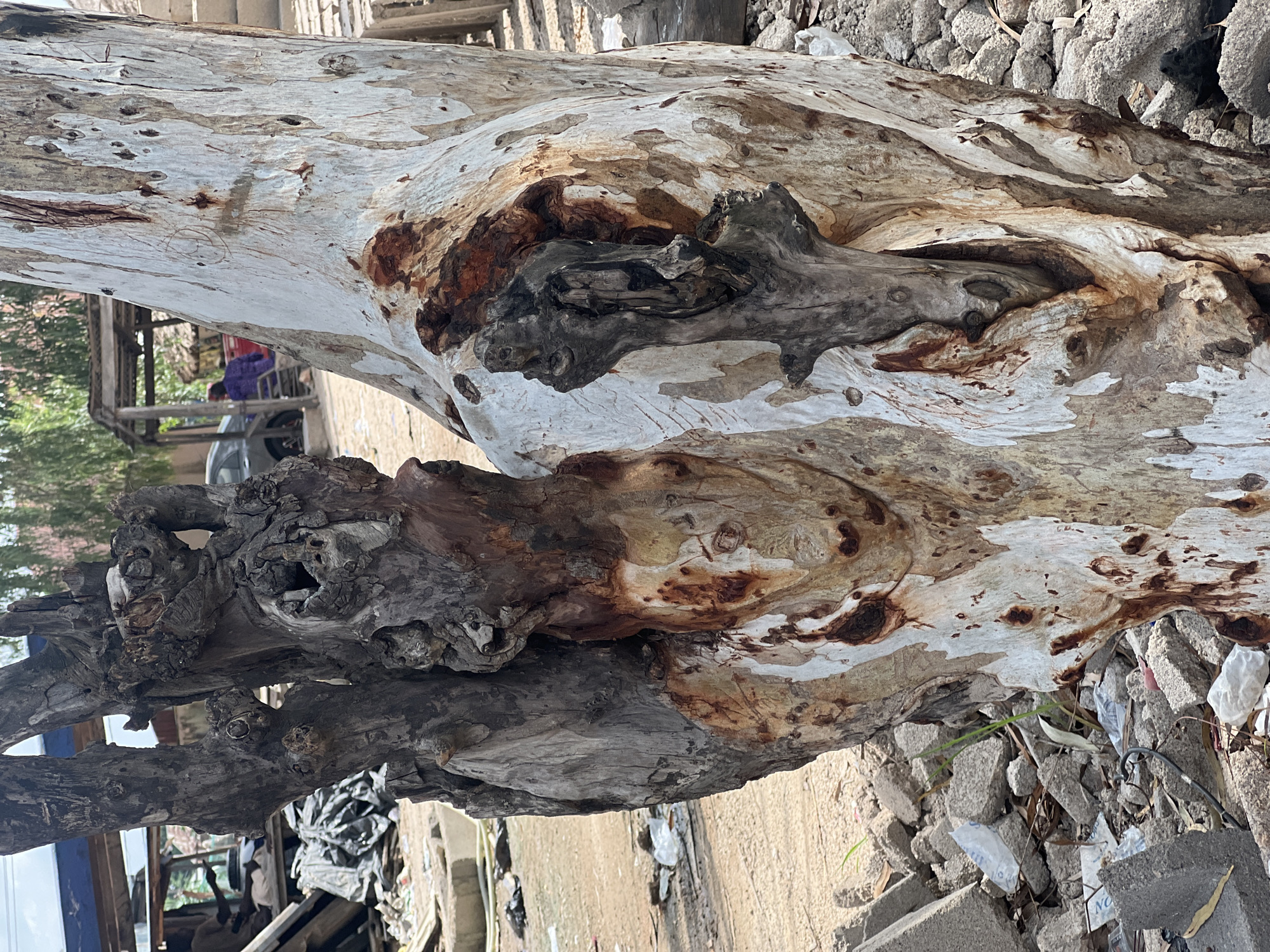 This media file displays a close-up, rotated view of a large, weathered tree trunk. The trunk exhibits a distinctive pattern of white and brown bark, with areas of rough, dark wood suggesting decay or natural formations. Some sections show a smooth, almost peeling texture, while others are gnarled and knotty. The surrounding ground appears to be a mix of dirt, concrete debris, and scattered rocks, with glimpses of foliage in the background. In the distance, faint structures suggestive of buildings and possibly a vehicle can be discerned, indicating an outdoor, possibly rural or semi-urban setting.
The image composition focuses heavily on the texture and color variations of the tree trunk, highlighting its organic and aged characteristics. There is no discernible activity or event taking place, as the image is a still capture of the static tree. The lighting suggests daytime, with no specific indicators of time or weather. The location context of Howayi, Nigeria, provides a geographic reference but doesn't offer specific visual cues within the image itself. No visible text is present in the frame. The overall impression is one of nature's raw beauty and the passage of time as evidenced by the tree's condition.