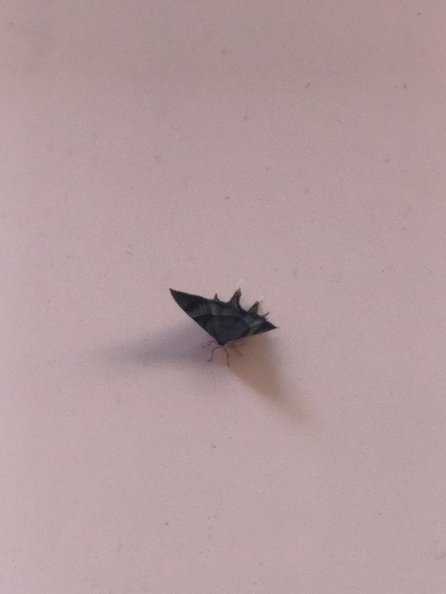 A dark, triangular-shaped object, possibly an insect or a fragment of material, is positioned centrally on a light pink, textured surface. The object has serrated edges and casts a subtle shadow to its right. The surface appears to be a wall or a similar flat, indoor surface, exhibiting a fine grain and numerous small specks. There is no discernible context of location, such as a city or country.