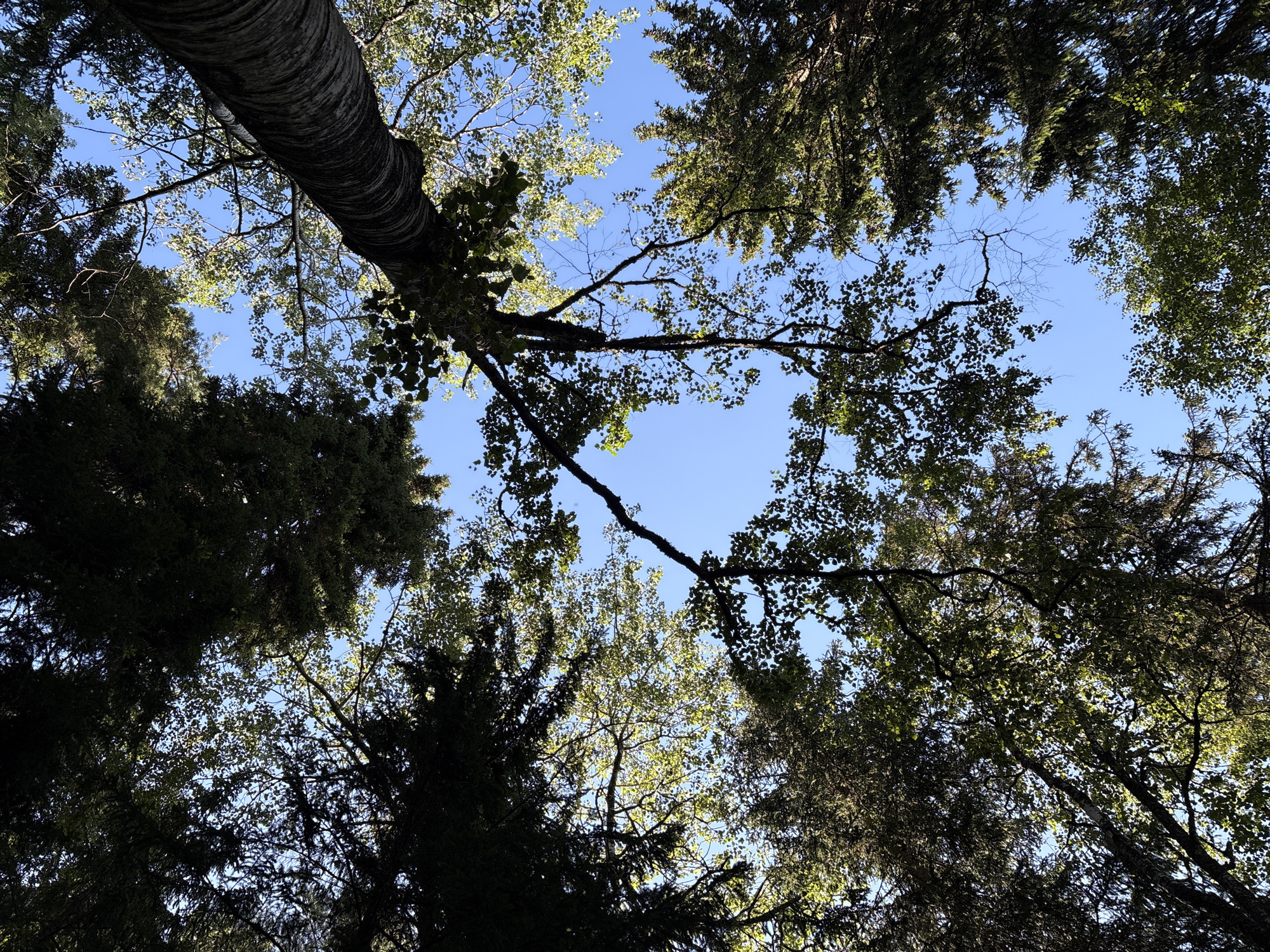 This image depicts a low-angle view looking up into the canopy of a forest. Various trees, including conifers and deciduous trees, are visible, with their branches and foliage silhouetted against a clear blue sky. Sunlight filters through the leaves, creating dappled light and shadow patterns. The scene is outdoors and appears to be in a natural setting. There are no people or man-made structures in the image. The location is identified as Rautalakhti, Russia.
