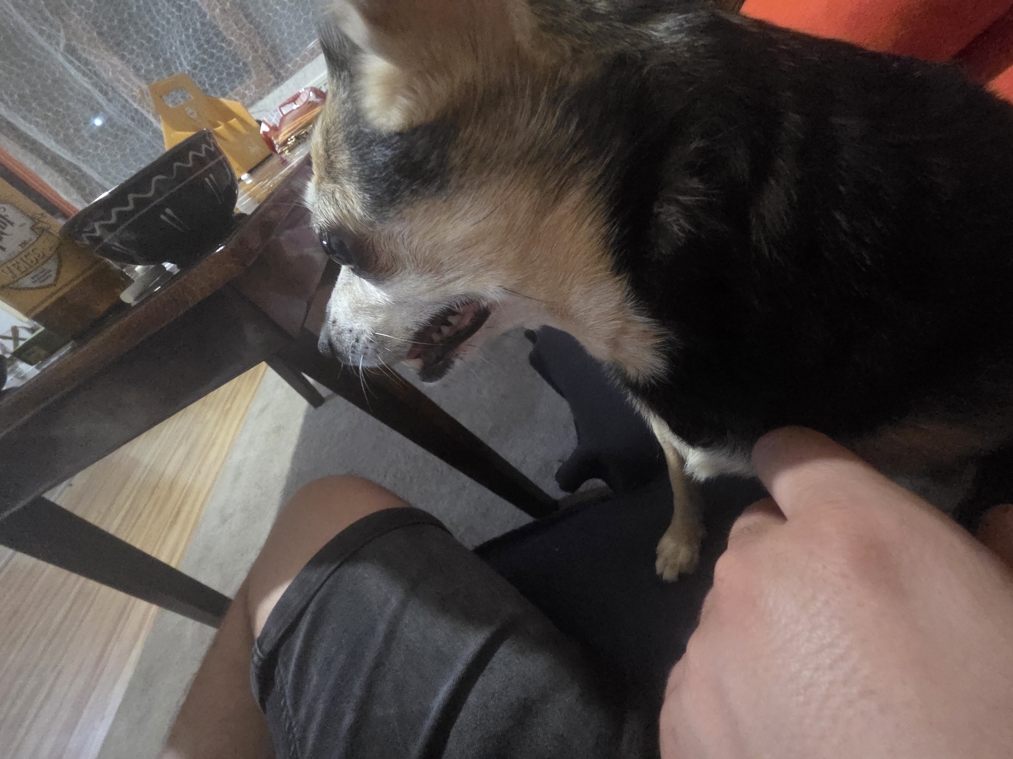 A close-up, high-angle shot captures a person's hand resting on a dog's fur, with the dog's head turned to the side and its mouth open. The scene appears to be indoors, possibly in a residential setting. The background shows wooden flooring and the legs of a table. The image lacks any identifiable landmarks or context to place it within Targovishte, Bulgaria, or any other specific city. The lighting is dim, with the primary light source seeming to come from the top left. The dog's fur is a mix of brown, black, and white, and its eyes are open. The person's hand is pale, with visible veins and a slightly red tone.