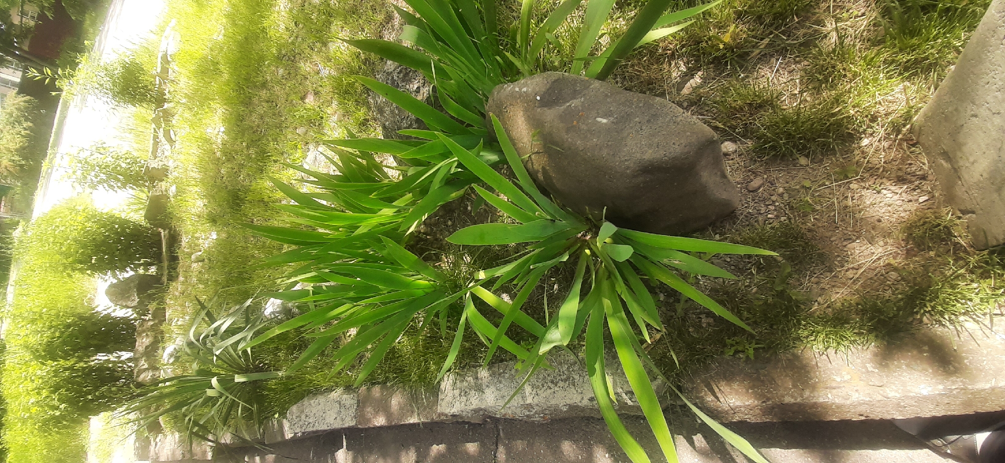 This image captures a close-up view of a rocky, grassy area with several green plants. In the foreground, a large, dark, rounded rock is partially obscured by the broad, green leaves of a plant. To the left, a concrete border runs along a path, with patches of grass and dirt visible. The background features more green foliage, rocks, and a road or pathway. The lighting suggests it is daytime, with sunlight casting shadows. The location is identified as Yessentukskaya, Russia. There are no people or visible actions in the scene.