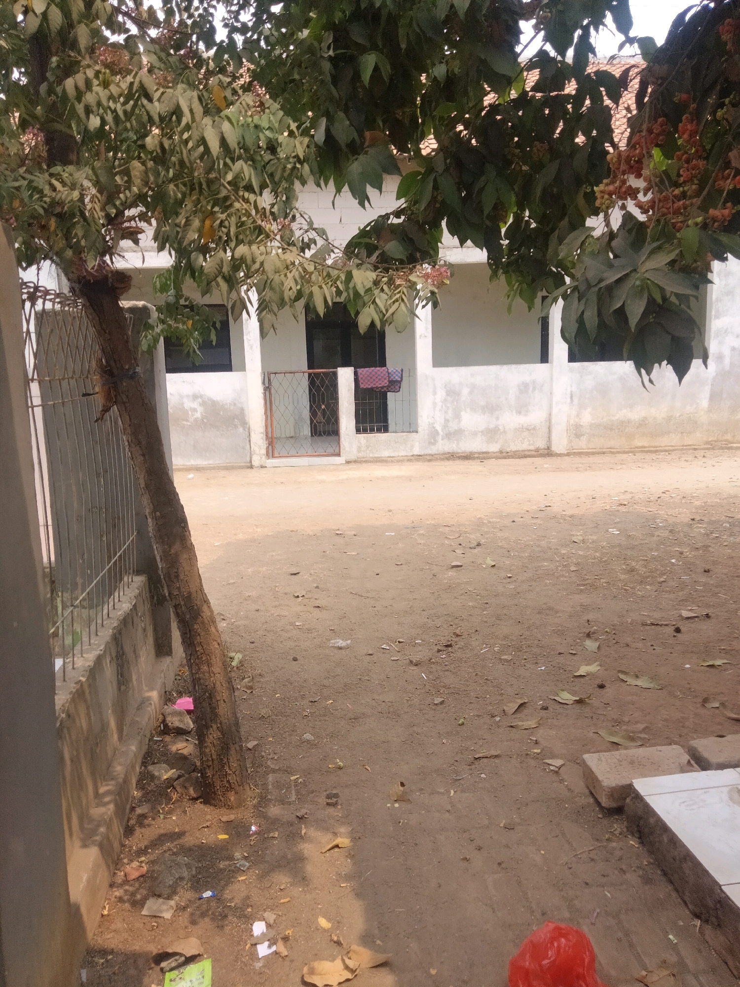 In the city of Suka Sari, Indonesia, a scene unfolds on what appears to be a residential street or compound. The foreground is dominated by a dirt path, scattered with fallen leaves, twigs, and various pieces of litter, including crumpled paper and a bright red plastic bag. A gray concrete wall with a metal fence runs along the left side of the path. Beside this wall, a tree with a thick, gnarled trunk grows at an angle, its branches laden with green leaves and clusters of reddish-brown fruit, possibly from the Eugenia family.
Beyond the tree and fence, a white building with a tiled roof stands. The building has large, dark-framed windows and an entryway with a decorative metal gate. The walls of the building show signs of weathering and staining. The ground in front of the building is also dirt, with some scattered debris. The overall impression is one of a somewhat neglected outdoor space.