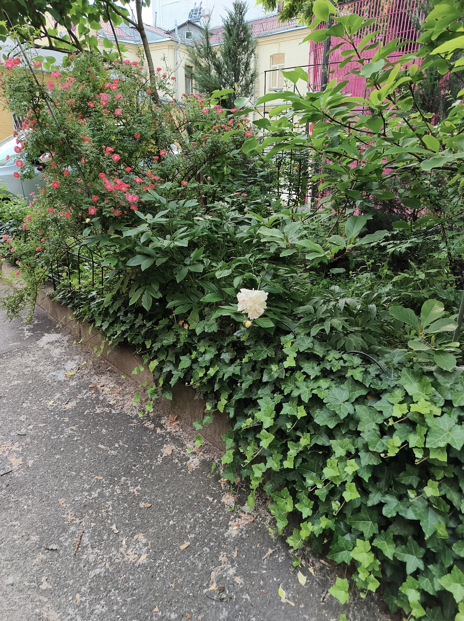 The image displays a detailed street-level view of a densely vegetated garden area in Kyiv, Ukraine, bordering a gray asphalt walkway. The asphalt shows signs of wear, with lighter speckled patches and minimal scattered organic debris. A low concrete curb separates the walkway from the garden bed. Immediately above the curb, a thick growth of English ivy (Hedera helix) with dark green, lobed leaves covers the lower section of the garden. Above the ivy, a variety of shrubs and plants are visible. On the far left, a large rose bush is in full bloom, featuring numerous small, vivid pink flowers. To its right, dense green foliage, including broad-leaved plants, partially conceals sections of a decorative black wrought-iron fence. A single, prominent creamy-white peony flower is visible among the green leaves in the center-right mid-ground. In the background, partially visible through the trees and shrubs, are light-colored buildings, possibly cream or pale yellow, with reddish-brown tiled roofs. A distinct bright pink metal fence or gate with vertical slats is observed against a building on the right side of the background. The sky appears overcast. No individuals or specific actions are present in the scene.
