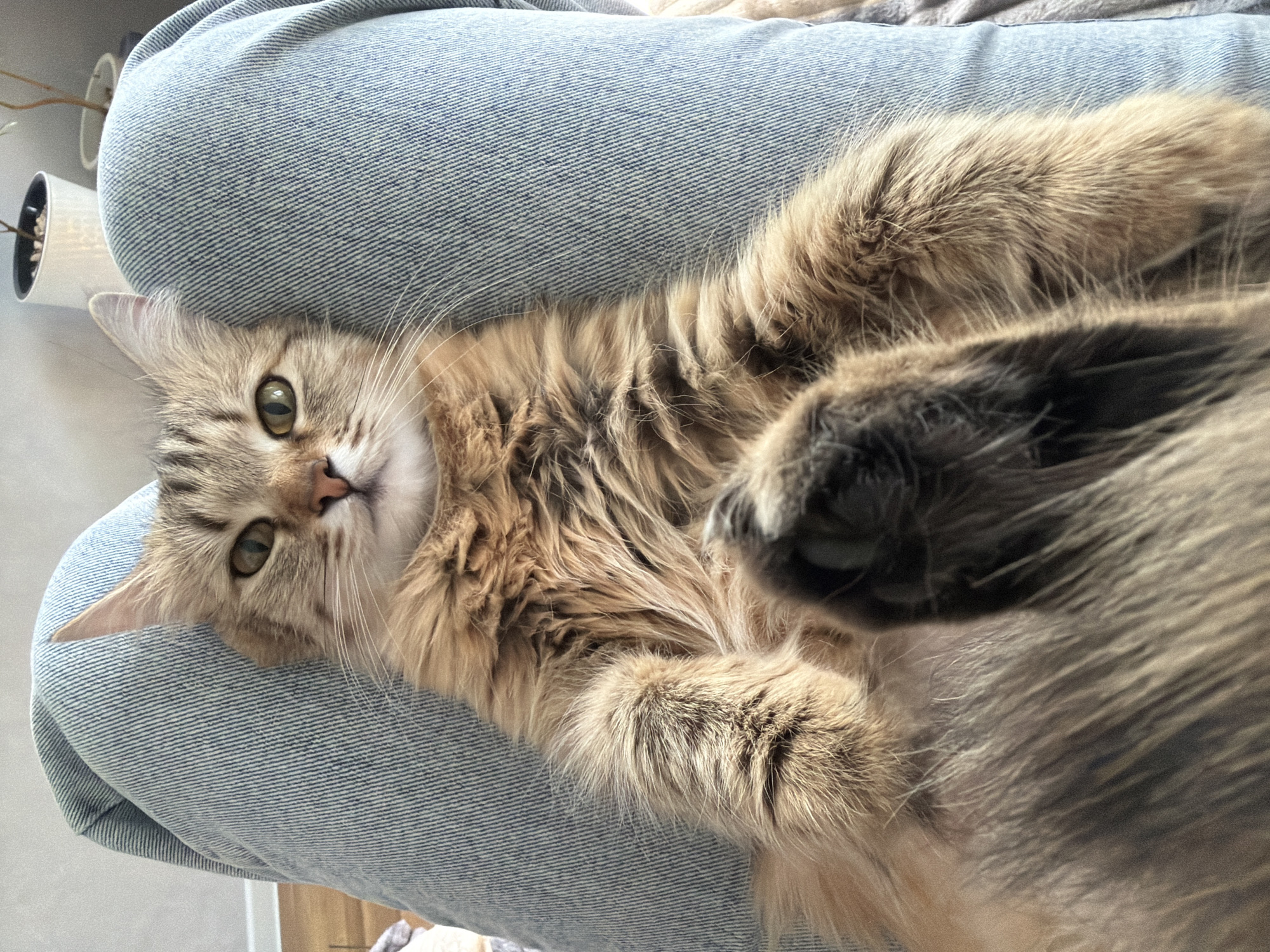 A light brown and grey tabby cat lies on a lap covered in blue denim fabric. The cat is facing the camera with its head slightly tilted and its eyes open. Its paws are curled upwards towards the camera. The background is blurry, but a plant in a white pot is visible on the left side of the image. The location is unknown, and there is no evidence to suggest that it is in Chaikovsky, Russia.