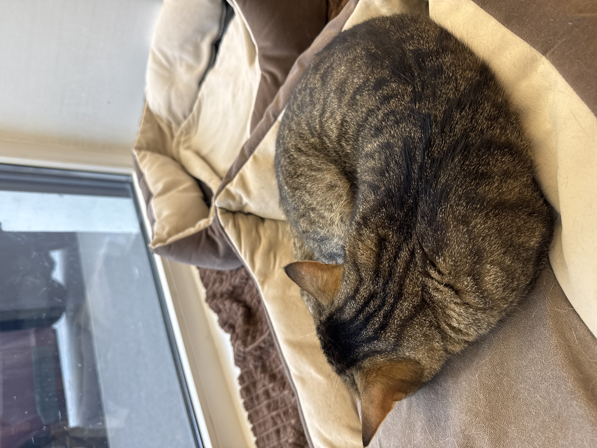 A tabby cat is curled up in a multi-toned beige and brown pet bed near a window. The cat's head is tucked toward its body. The location appears to be indoors. There is no information in the image to confirm a location in the city of Saint Petersburg, Russia.
