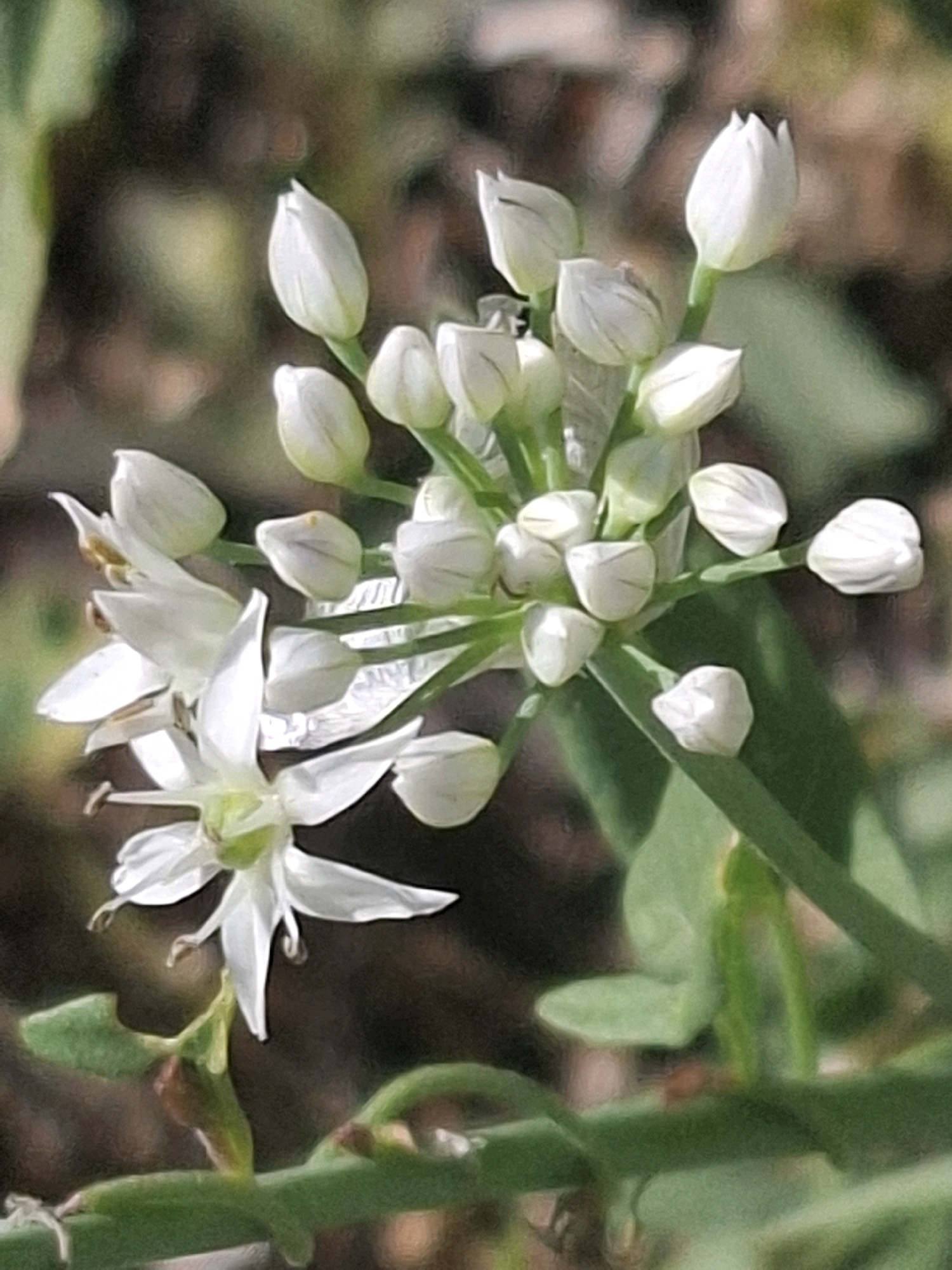 A close-up, slightly blurry photograph captures a cluster of small white flowers with green stems. The flowers are in various stages of bloom, with some tightly budded and others partially unfurled, revealing delicate white petals and yellow stamens. The background is softly focused, showing muted greens and browns, suggesting a natural outdoor setting. The image does not provide any information about Almaty, Kazakhstan, or any specific details regarding people, actions, or interactions.