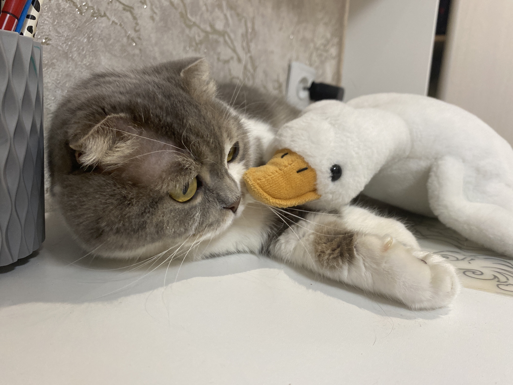 A gray and white Scottish Fold cat is lying on a white surface. The cat's head is facing left, with its yellow eyes visible. A white plush toy swan with a yellow beak is resting near the cat's face. A gray pencil holder with colored pencils inside is visible on the left. A white wall with a power outlet is in the background. Based on earlier context, this picture was taken in the city of Chaikovsky, Russia.