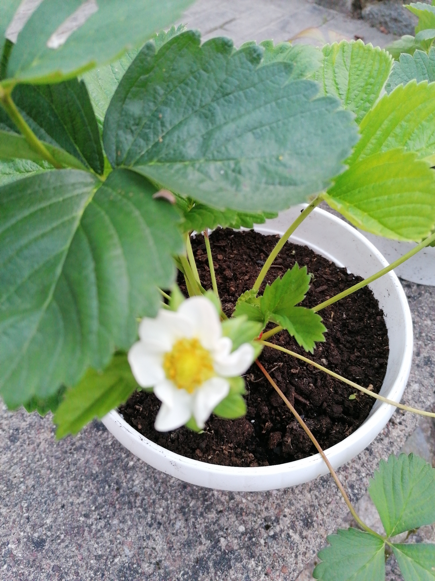 A close-up, eye-level shot focuses on a white plastic pot containing a young strawberry plant. The pot is filled with dark, moist soil. A single, delicate white strawberry flower with a bright yellow center is in bloom and is slightly out of focus in the foreground. Several green strawberry leaves are visible, some in sharp focus and others blurred. The leaves are serrated along the edges and have a textured surface. Thin, pale green stems emerge from the soil, supporting the leaves and flower. The pot rests on a rough, gray concrete surface. In the background, blurred greenery and a light-colored surface suggest an outdoor setting. The lighting appears natural, indicating it is daytime, and the weather seems fair. There is no visible text in the image. The scene evokes a sense of growth and nature.