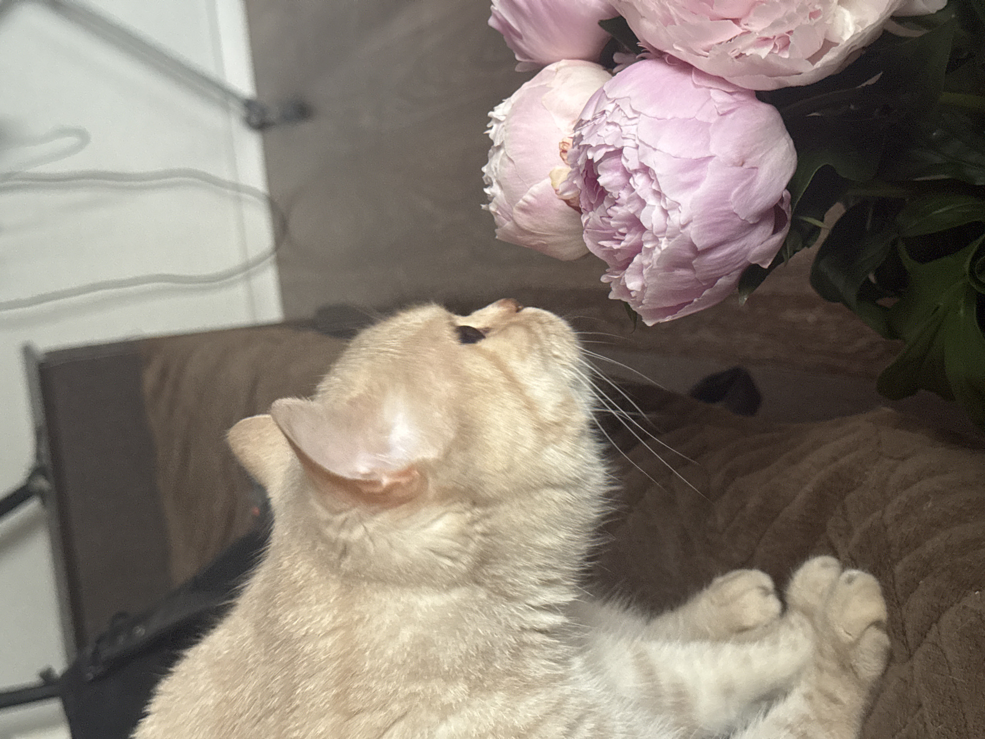A ginger-colored cat is shown in profile, sniffing a bouquet of pink peonies. The cat's head and upper body are visible, resting on a brown, textured surface that appears to be a couch or cushion. The cat's fur is short and soft, and its whiskers are long and prominent. The peonies are large and fully bloomed, with delicate, ruffled petals. The background is blurred, but appears to be an indoor setting with a hint of furniture and possibly a floor. There is no indication of the cat's location within the city of Chaikovsky, Russia, or any other specific geographical information. The scene is static and appears to be a posed photograph.