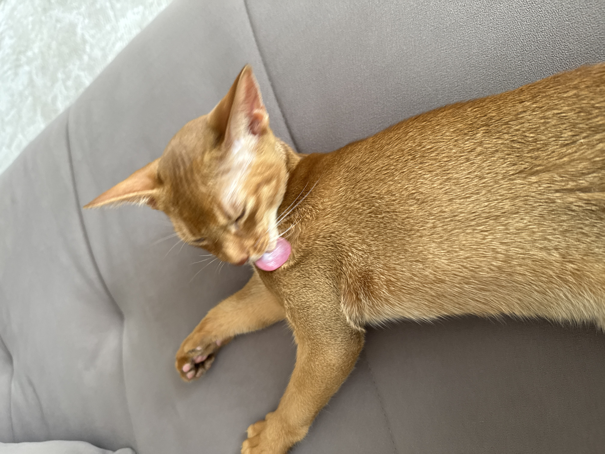 An orange Abyssinian cat is grooming its left shoulder while lying on a gray sofa. The cat's eyes are closed, and its pink tongue is visible as it licks its fur. The sofa is made of fabric and has a textured surface. The background is a lighter gray, possibly another part of the sofa or a rug. The image is taken from a top-down perspective. There is no information to suggest the location is Stary Oskol, Russia.