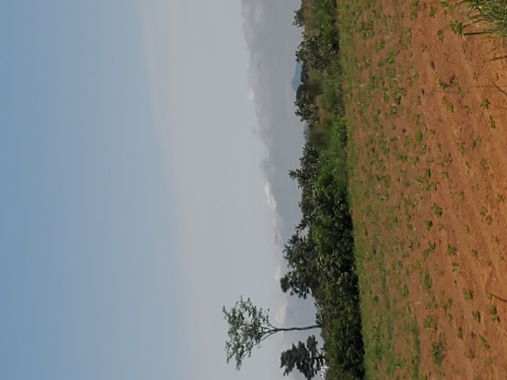 The image depicts a rural landscape in Pankshin, Nigeria. The scene is dominated by a vast, light blue sky that occupies the left side of the frame. To the right, a cultivated field with reddish-brown soil stretches across the lower portion of the image. Small, green plants are sparsely scattered throughout the field, suggesting a recent planting or early growth stage.
Along the transition between the sky and the field, a line of lush green vegetation, including trees and bushes, forms a natural border. In the mid-ground, a solitary tree with a slender trunk and a full canopy of green leaves stands out against the sky and the field. Further in the background, more dense foliage and trees are visible, with hints of distant hills or mountains shrouded in a light haze under the sky. The overall impression is one of an open, agricultural area, likely experienced during the daytime given the bright sky. There is no visible text in the image.