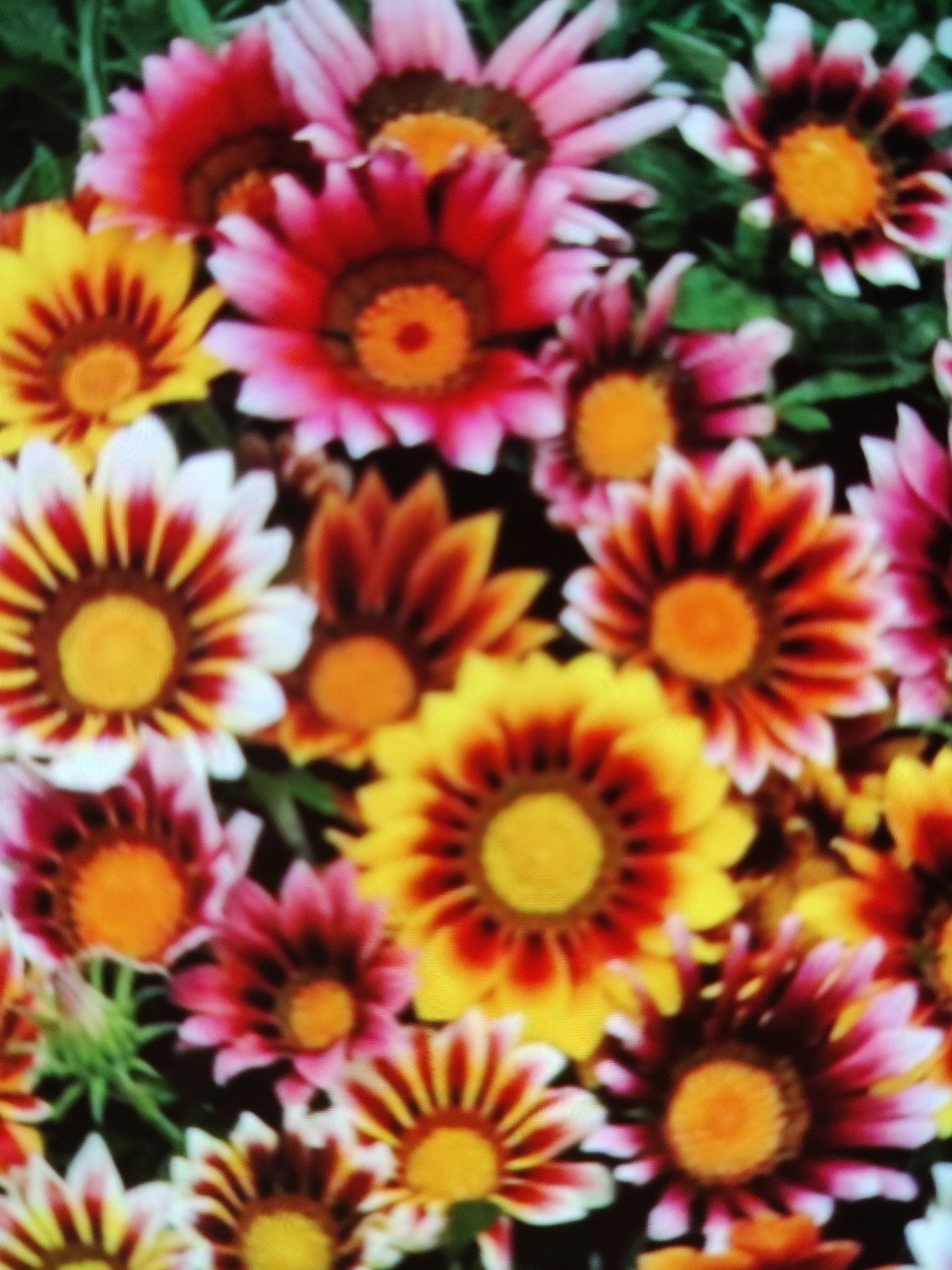 This is a close-up, eye-level, medium shot photograph of a dense cluster of gazania flowers. The flowers display a variety of vibrant colors, including yellow, red, pink, and white, with intricate patterns radiating from their centers. The background is a dark, out-of-focus green, suggesting foliage. The image is taken outdoors. There are no people or animals visible in the photograph. The location is not specified in the image.