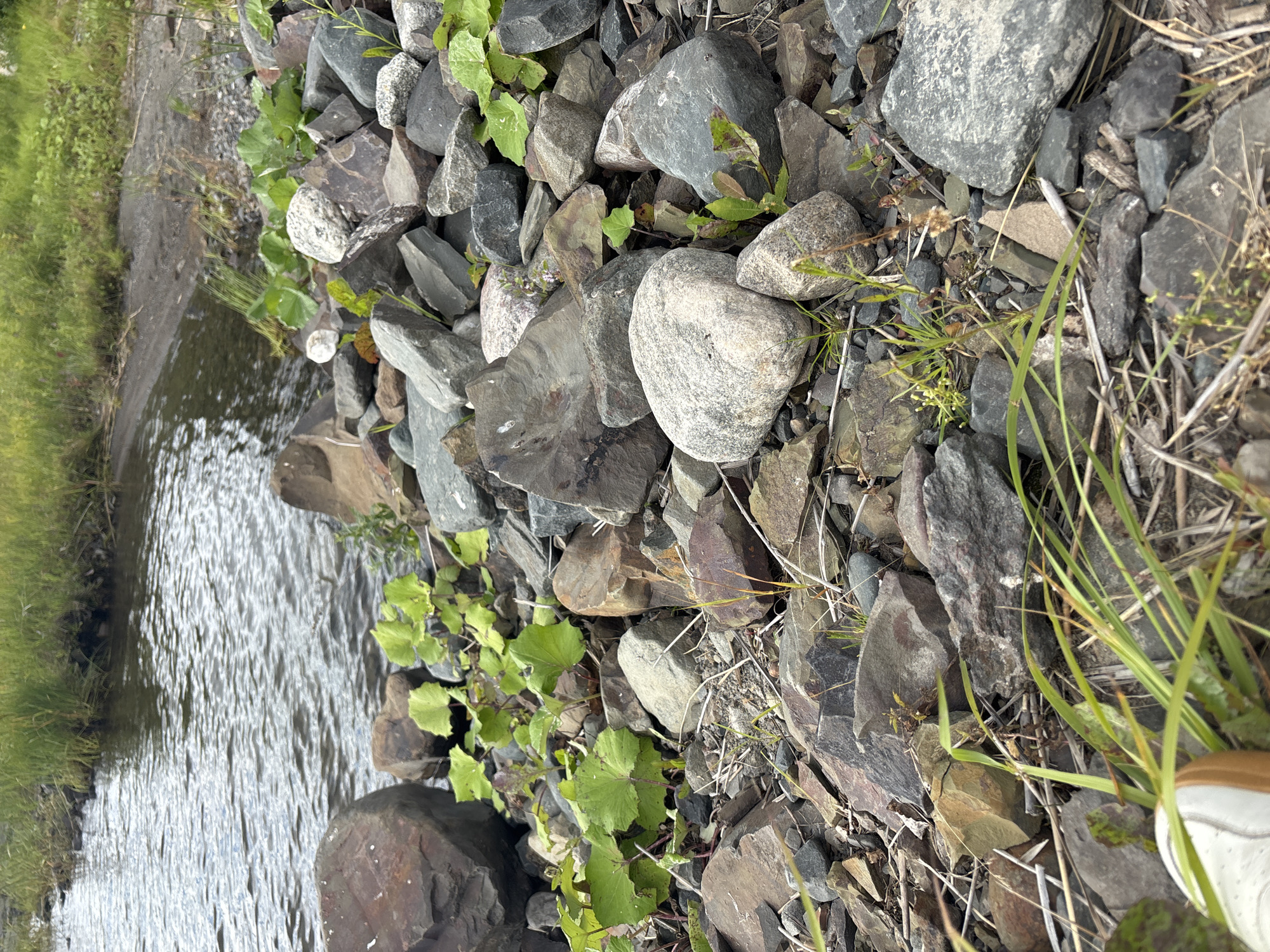 The image depicts a rocky shoreline with a body of water in the background. The foreground is densely packed with a variety of rocks, ranging in size from small pebbles to larger, irregular stones. Some of these rocks are dark gray and angular, while others are lighter in color and more rounded. Green plants with broad leaves are growing in patches among the rocks. Thin, dry grass and twigs are scattered across the ground. The water appears calm with slight ripples, and its surface reflects the overcast sky. The shoreline itself is a mix of sand and small stones, bordered by dense green grass and foliage further back. A portion of a white and brown shoe is visible in the lower left corner of the frame, suggesting human presence. The scene is likely a natural landscape, possibly a riverbank or lakeshore. There is no indication of the city of Shuiskaya Chupa, Russia, or any specific urban features in the image.