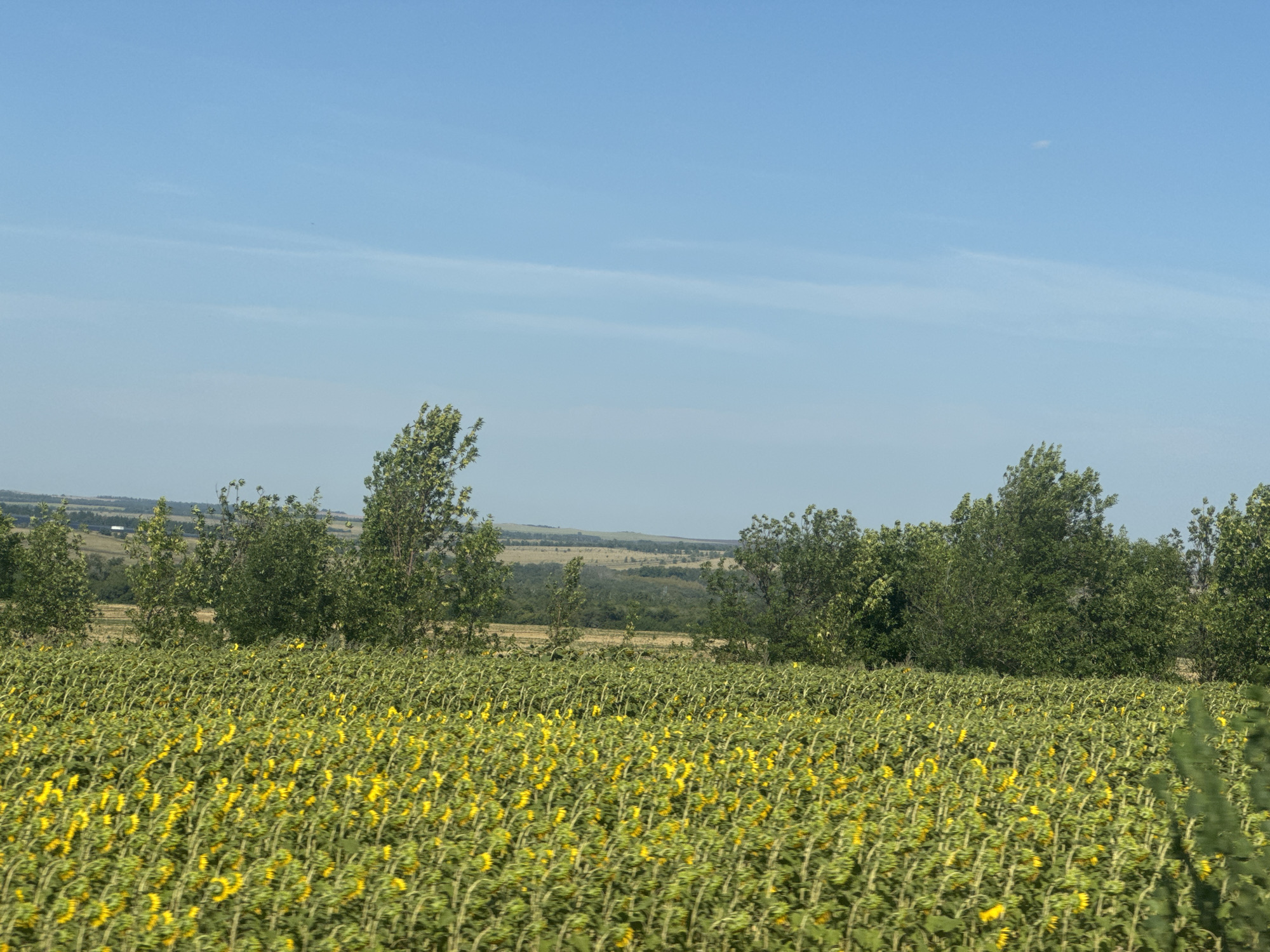A wide shot captures a vast field of sunflowers under a clear blue sky. The sunflowers, with their vibrant yellow petals, stretch as far as the eye can see, creating a dense carpet of color in the foreground. Behind the sunflower field, a line of green trees forms a natural border, separating the cultivated field from the rolling hills in the distance. The landscape appears to be rural, with no signs of urban development or human activity within the frame. The light suggests it is daytime, likely late morning or early afternoon.