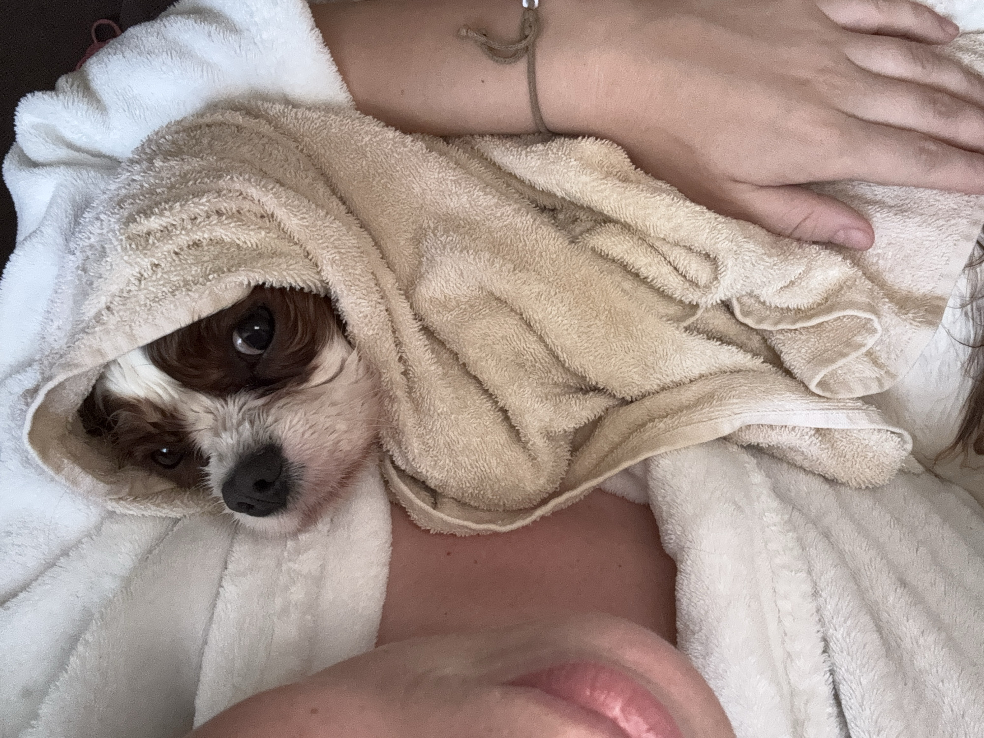 In an indoor setting within Budva, Montenegro, a close-up, overhead perspective captures a small, brown and white dog partially wrapped in a light brown terry cloth towel. The dog's dark-brown left eye and black nose are clearly visible, with patches of its white and brown fur showing. The dog is positioned against a human, who is partially visible. The human's lower lip, chin area, neck, and right arm are apparent. The human is wearing a white terry cloth robe. A simple, brown braided string bracelet with a small, metallic-colored bead or charm is observed on the human's right wrist. The human's left hand is also visible, resting gently on the light brown towel near the dog. The textures of the towels and robe are prominent, indicating soft, absorbent material. The overall scene suggests a moment of gentle care or comfort between the human and the dog, possibly after a bath.