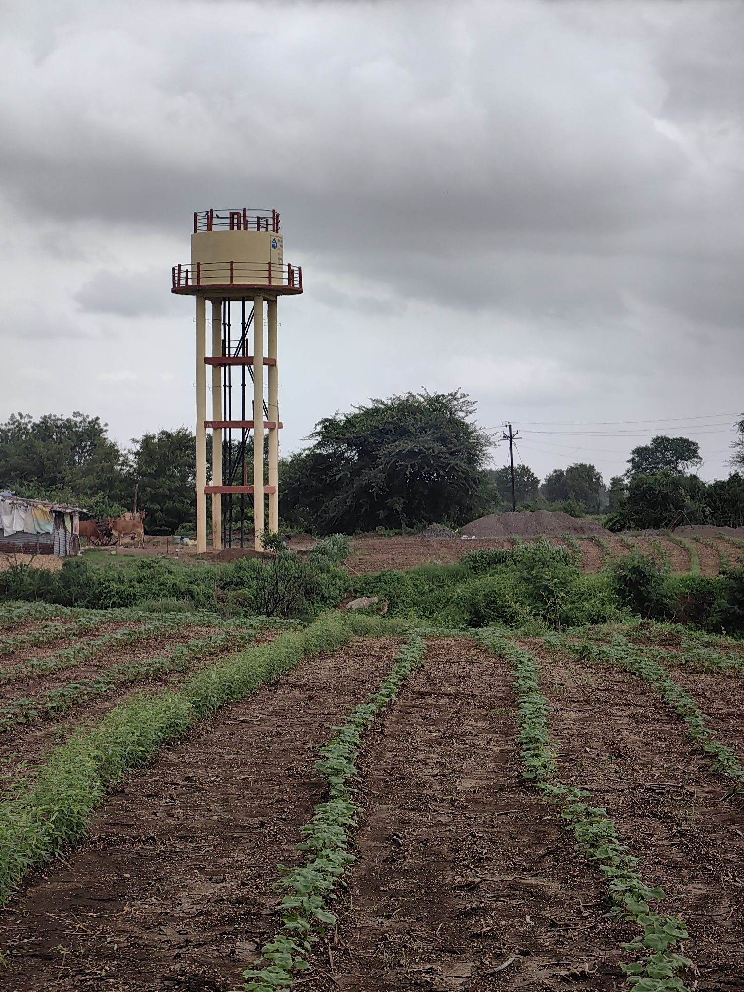 In Waghola, India, a water tower stands prominently against a cloudy sky, its beige tank with red railings supported by a network of yellow and red beams. Below, a cultivated field stretches into the distance, rows of young green plants emerging from dark soil. To the left of the water tower, a small, makeshift structure with a corrugated metal roof is visible, accompanied by two oxen tethered to a cart. The landscape is dotted with various trees and shrubs, with piles of dirt or sand further back. A single telephone pole with wires is also present, indicating the presence of infrastructure. The scene appears to be captured during daylight hours, under an overcast sky that suggests the possibility of rain.
