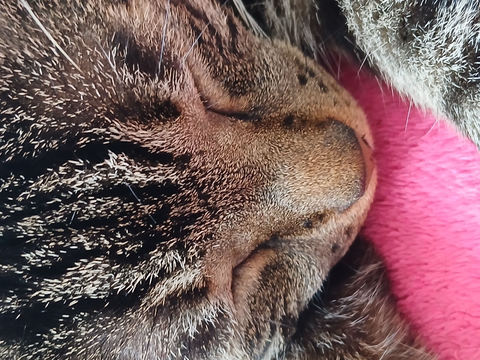 Close-up of a tabby cat sleeping with its nose pressed against a pink blanket. The cat's fur shows a dark brown and black striped pattern on its head and face. The blanket is a bright, soft pink. The image does not contain enough information to determine the location or any specific details beyond the immediate scene.