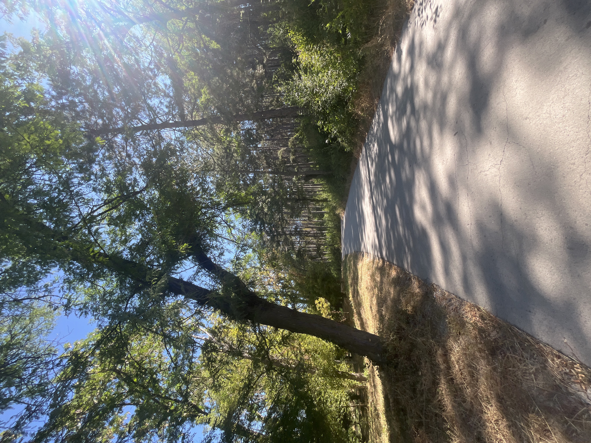 The image depicts a paved road winding through a dense forest in the city of Targovishte, Bulgaria. Sunlight streams through the canopy, casting dappled shadows on the asphalt. On the left side of the road, dry grass and fallen leaves cover the ground, with a large, leaning tree trunk dominating the foreground. To the right, the forest continues with a thick undergrowth of green bushes and tall, slender trees reaching towards the sky. The sky is a clear blue with a few sun flares visible through the leaves. The road appears to be an empty pathway, suggesting a natural or recreational area within the city.