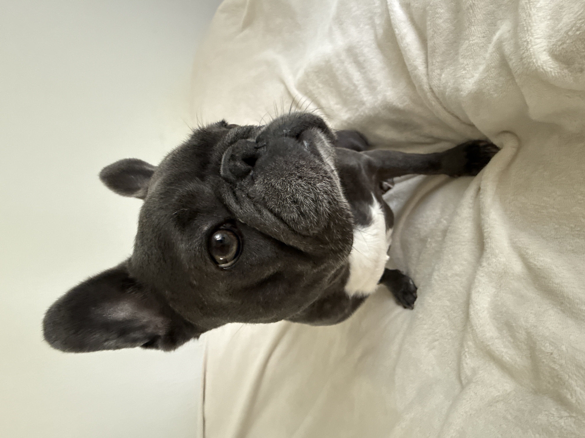 A French bulldog is sitting on a light-colored, plush blanket indoors. The dog is dark gray with white markings on its chest and snout. Its ears are erect, and it is looking slightly to the right with a curious expression. The background is a plain, light-colored wall. The image quality is clear, showing fine details of the dog's fur and facial features. The scene does not provide any specific information about the city of Bad Sachsa, Germany.