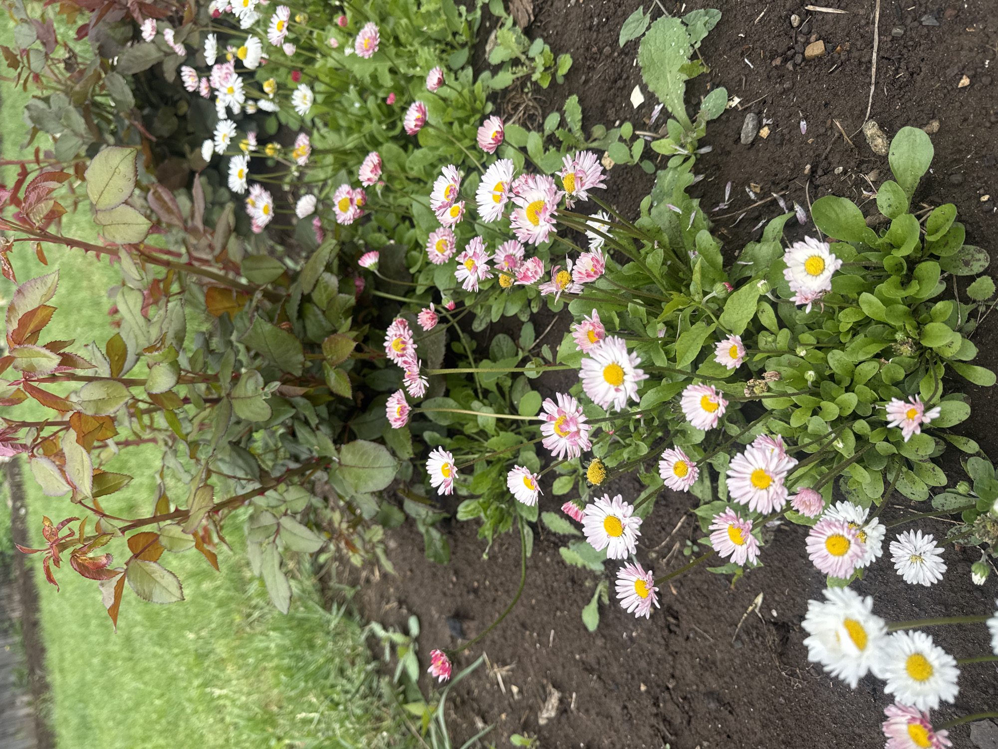 The image depicts a garden bed in Chaikovsky, Russia, featuring a rose bush with green and reddish leaves on the left side and a patch of small daisies with white and pink petals and yellow centers. The daisies are growing in dark soil with some green foliage interspersed. A patch of green grass is visible at the bottom left corner. The scene appears to be a close-up shot of the flowers and foliage, capturing details of the plants and soil.