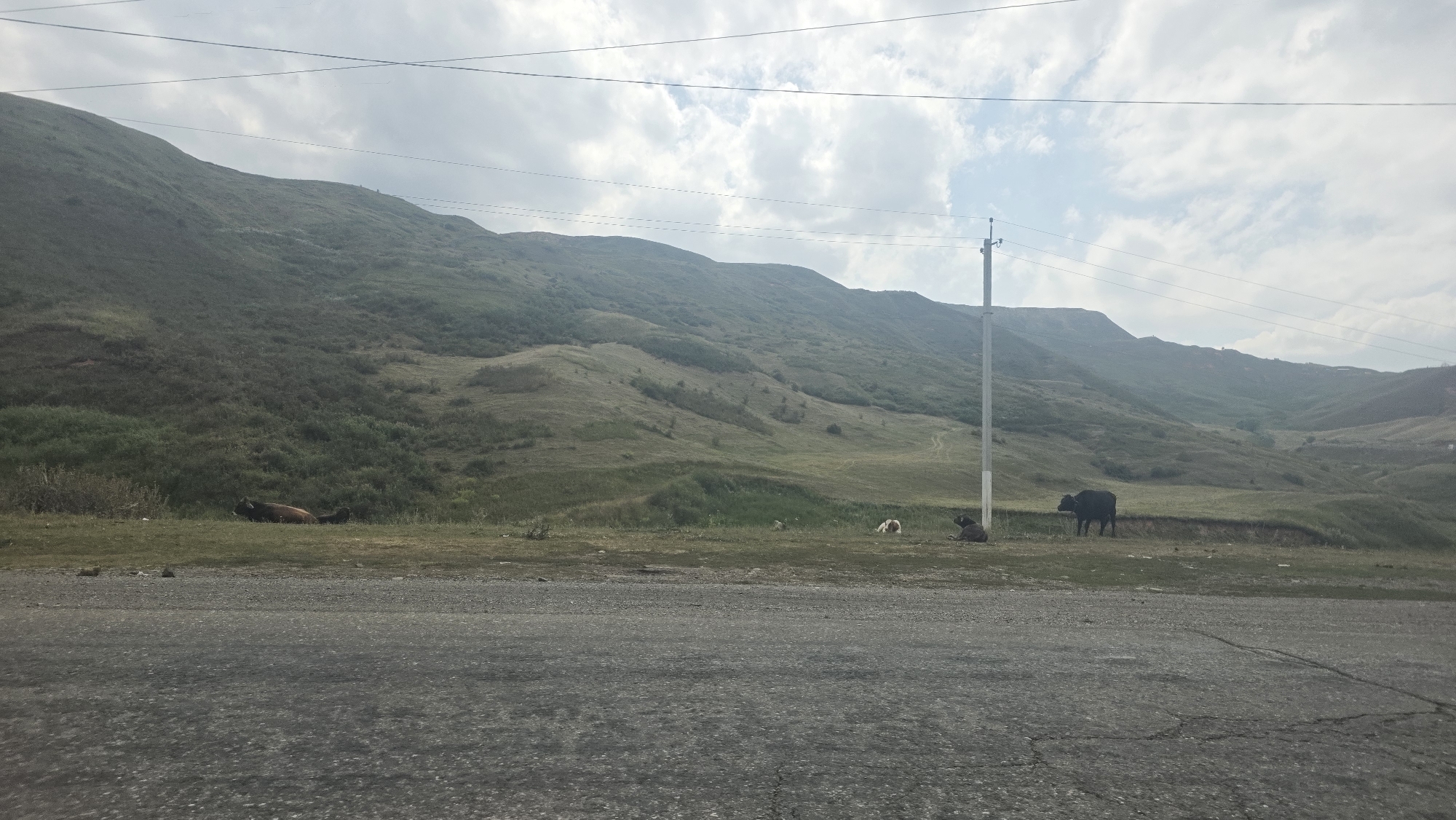 In Taldyk, Kyrgyzstan, an overcast sky looms over a vast, undulating green mountain landscape. The foreground is dominated by a cracked asphalt road, suggesting a rural or mountainous area. In the middle ground, a grassy plain stretches towards the foothills, dotted with several animals. On the left, a dark-colored animal, possibly a horse, is lying down. Further to the right, a light-colored animal, perhaps a cow, is lying down, and beside it stands a dark-colored bull. A solitary utility pole with wires stretches upwards on the right side of the frame, blending into the distant mountain scenery. The overall impression is one of serene, open nature, with signs of human infrastructure present but not dominant.