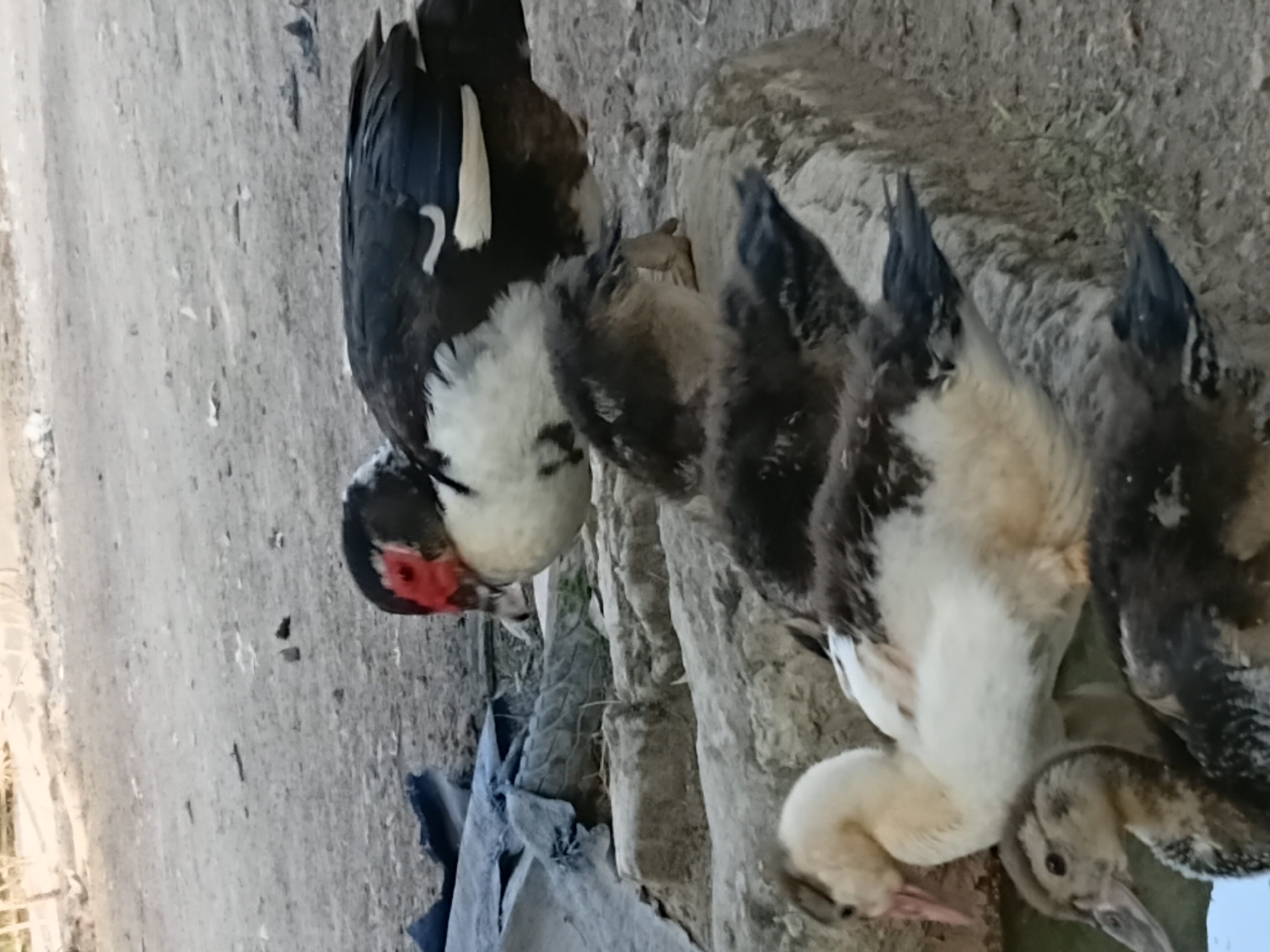 In Margo Rukun, Indonesia, a group of Muscovy ducks are gathered on a stone ledge and the surrounding dirt ground. One adult Muscovy duck, predominantly black and white with a red wattle around its eye, stands prominently in the upper right. Several ducklings are interspersed throughout the scene. One duckling is white with black markings, nestled near the adult. Other ducklings are darker, with brown and black downy feathers. The environment is outdoors, with a dusty, earthen ground and rough-hewn stones forming a tiered structure. Some discarded blue material, possibly tarp, is visible on the left side of the frame. The lighting suggests it is daytime.