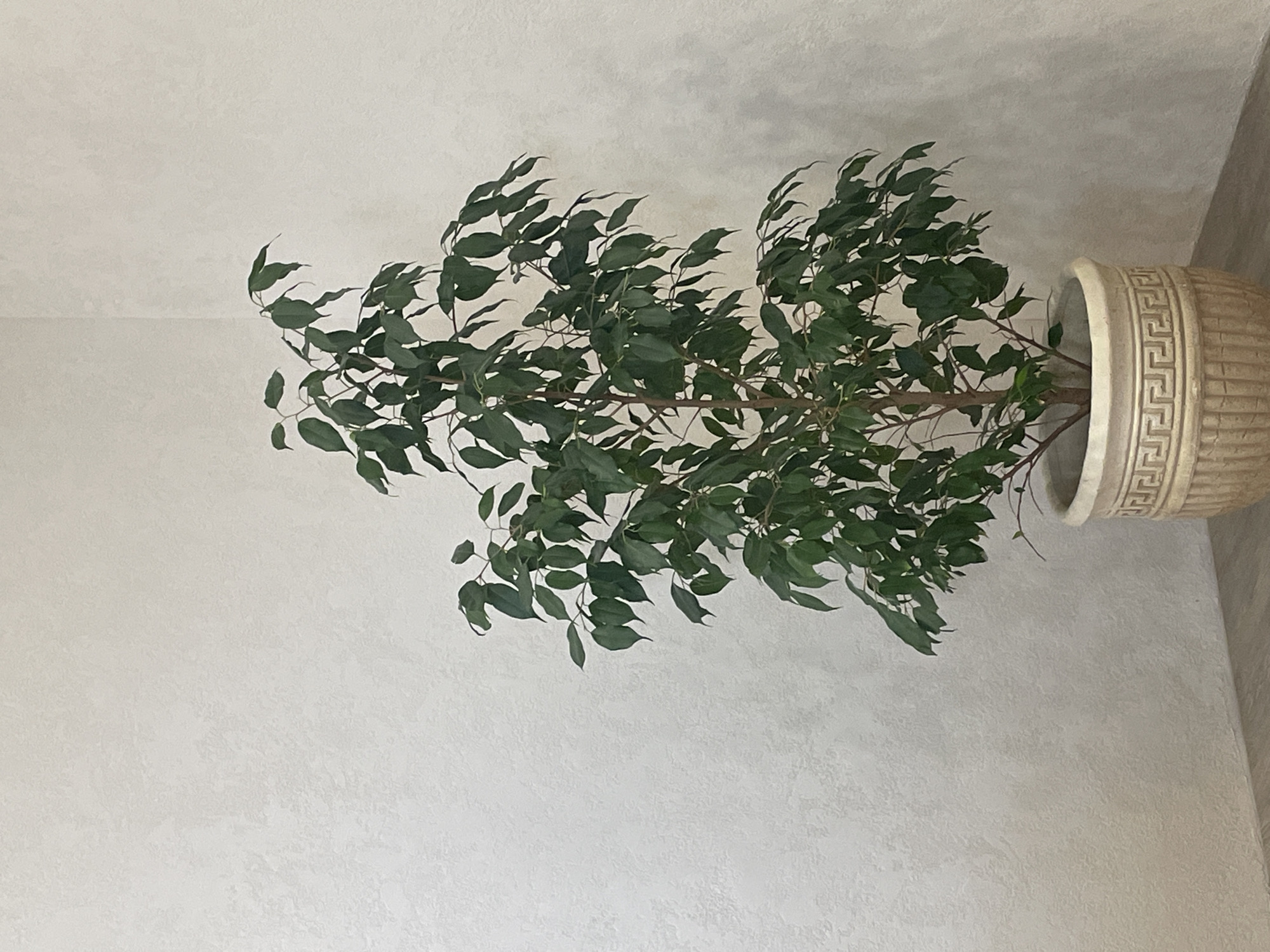 The scene depicts a single potted houseplant situated indoors, reportedly in Izhevsk, Russia. No individuals are present. The primary subject is a tall, leafy green plant, likely a Ficus benjamina, characterized by numerous small, ovate, dark green leaves densely arranged on multiple slender, light brown stems. The plant is contained within a large, light beige or cream-colored planter pot. The pot features a prominent band with a geometric Greek key (meander) pattern near its upper rim, and vertical fluting or grooves adorn its lower body. The plant and pot rest on a light-colored, possibly wood or laminate, floor exhibiting a subtle grain pattern. The background consists of two plain, light-colored walls that meet at a corner on the right side of the image. The walls have a uniformly textured finish, appearing to be a light stucco or decorative plaster in an off-white or very light beige hue. The lighting appears soft and even, casting minimal shadows and illuminating the scene without harsh contrasts.