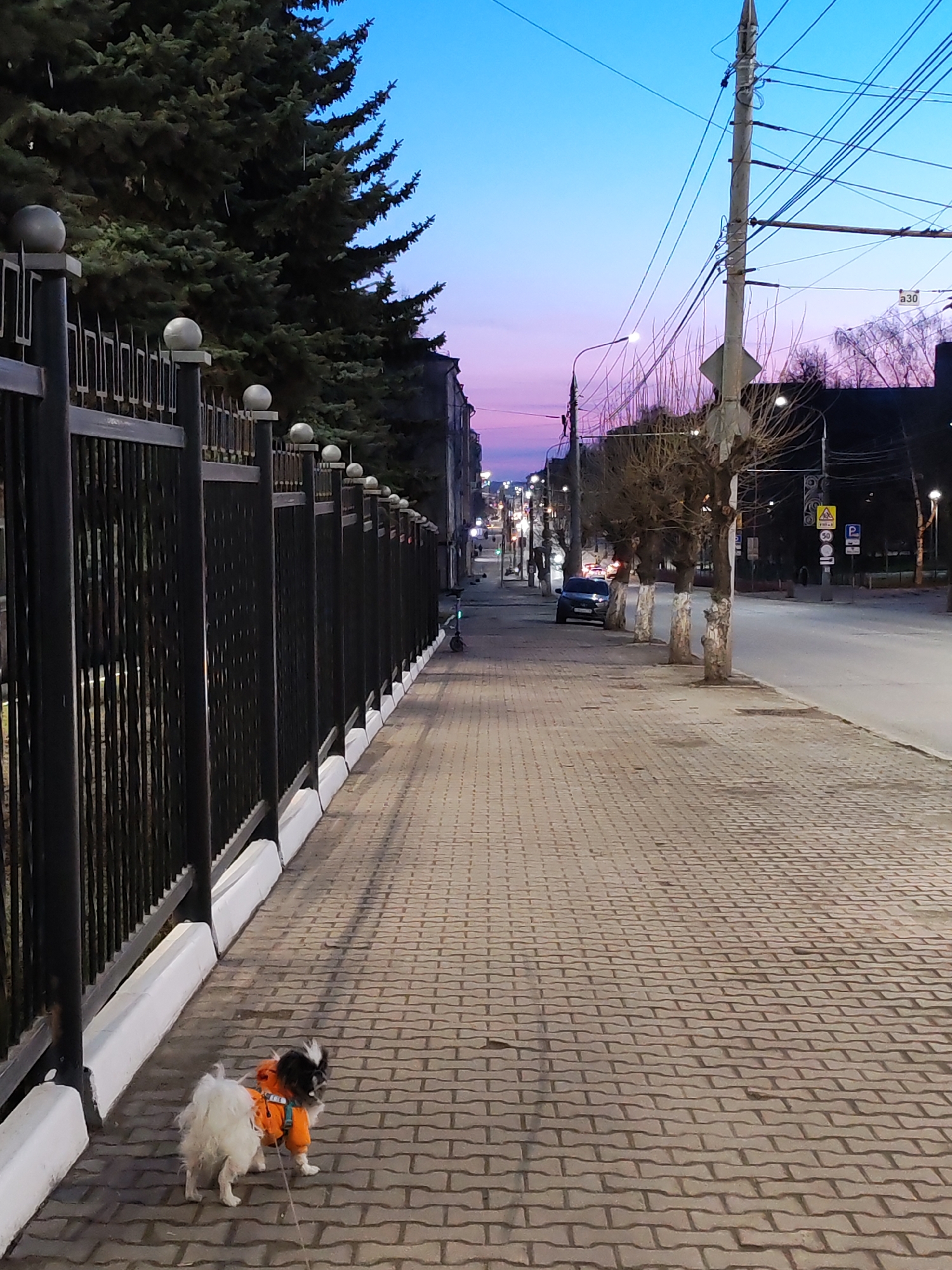 The image depicts a peaceful urban street scene in Izhevsk, Russia, at dusk or early evening. The sky transitions from a deep blue at the top to soft purple and pink hues near the horizon, illuminated by the fading daylight.
In the foreground, a small, fluffy dog, possibly a Pekingese or similar breed, with black and white fur, is walking along a paved sidewalk. The dog wears a bright orange jacket or harness and is on a leash, facing away from the viewer. The sidewalk is made of grey interlocking pavers.
To the left, a long, black metal fence with spherical finials separates the sidewalk from a dense row of tall evergreen trees, likely pines or firs, which stand dark against the colorful sky.
To the right, the sidewalk runs alongside an asphalt road that appears mostly empty. A row of deciduous trees with bare branches, their lower trunks painted white, lines the street. In the midground, a dark-colored car is parked. Several streetlights are illuminated, casting a gentle glow. Numerous utility poles with a network of overhead wires are visible, extending into the distance.
Visible road signs include a circular sign indicating a "50" km/h speed limit, a triangular general warning sign, and a blue square "P" sign for parking. The text "a30" can also be seen on a pole or sign in the upper right quadrant. The scene evokes a quiet, tranquil moment, possibly an evening dog walk.