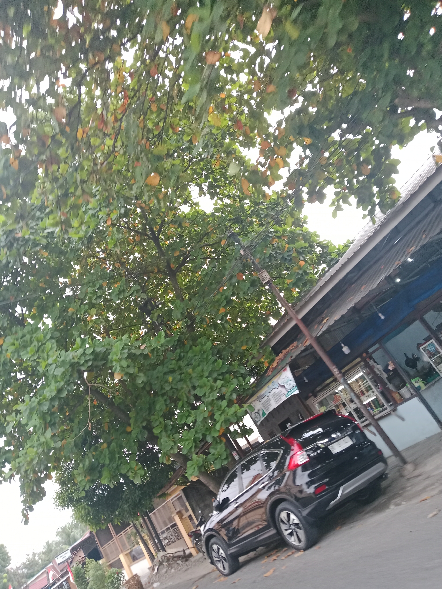 The image depicts a street scene in the City of Binjai, Indonesia, characterized by a prominent tree with green and autumnal leaves casting shade over a roadside establishment and a parked black SUV. The establishment appears to be a small shop or food stall with a corrugated metal roof and open-fronted display areas. Signs with Indonesian text are visible on the facade of the building. The black SUV, a Honda CR-V based on its taillights and overall shape, is parked on the side of the asphalt road, its tires angled slightly towards the curb. Fallen leaves are scattered on the ground around the vehicle and the roadside. The background reveals more buildings and vegetation, suggesting an urban or semi-urban environment. The sky is overcast, contributing to a diffused lighting condition. No people are clearly visible interacting within the scene, though a figure might be present inside the establishment. The image is taken from a slightly elevated and tilted perspective.
