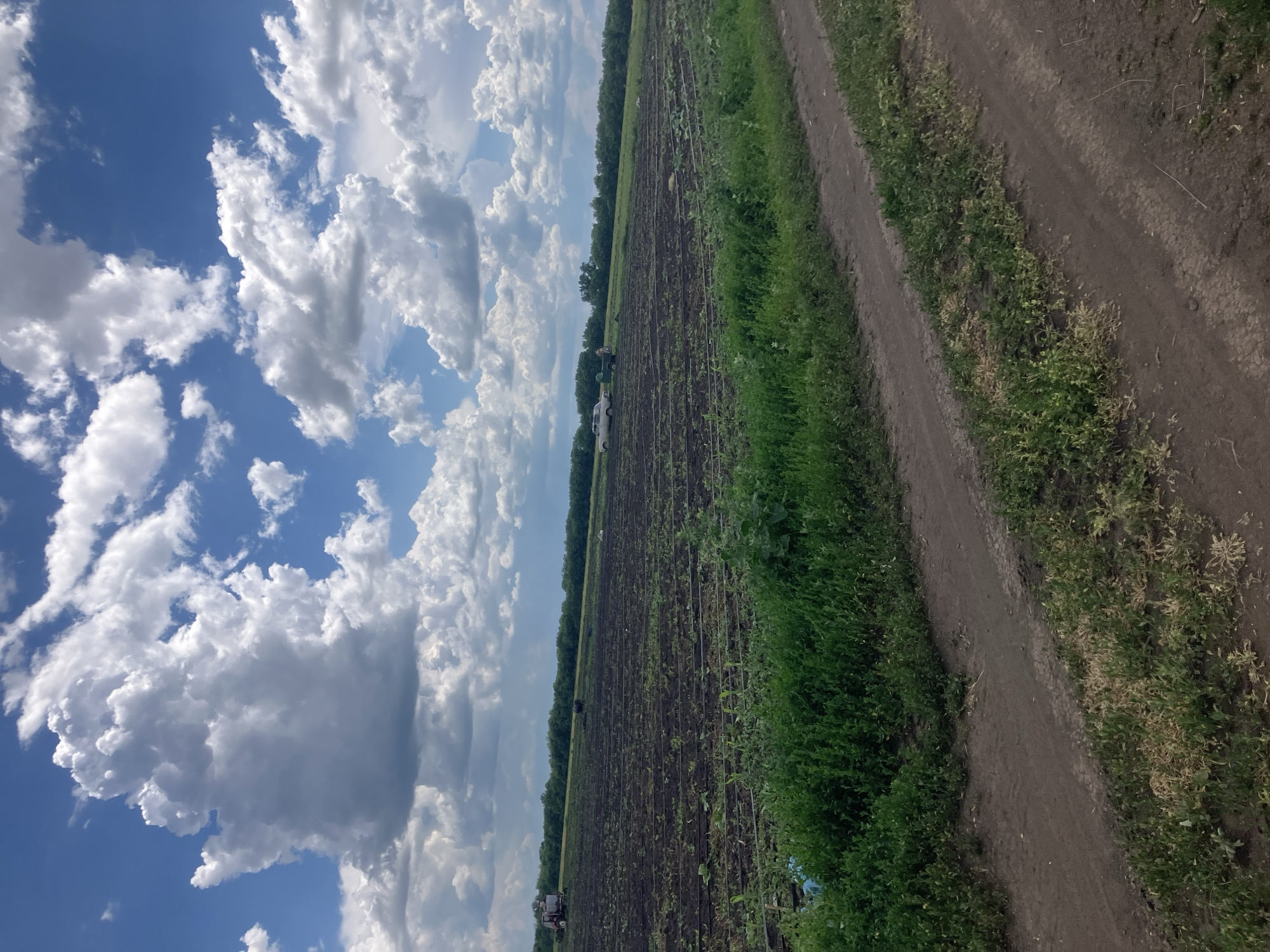 The image shows a vast agricultural field with rows of young plants, likely crops, stretching towards a tree line in the distance. The soil is dark and appears recently tilled. Several irrigation lines are visible crisscrossing the field. In the background, there are a few vehicles, including a tractor and what appears to be a pickup truck. Two individuals are visible near the vehicles, possibly engaged in agricultural work. The sky above is a bright blue, dotted with large, fluffy white cumulus clouds, suggesting fair weather. The foreground features a dirt path running alongside the field, with patches of green grass and some dry vegetation. The scene is rural and evokes a sense of ongoing agricultural activity under a dynamic sky. The provided location in Berdiansk, Ukraine, is consistent with a rural setting with agricultural land.