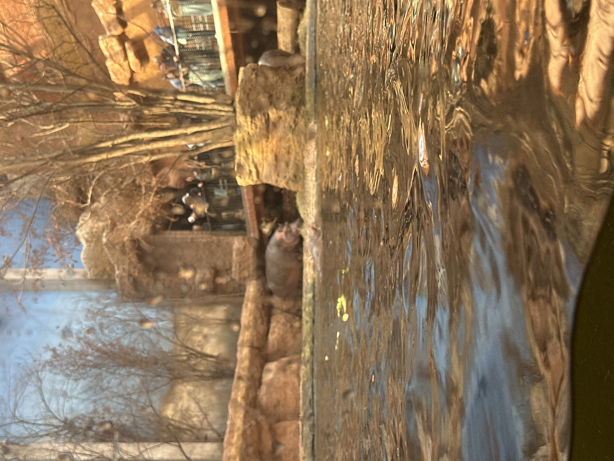 The image shows a view of a hippopotamus enclosure at the Wrocław Zoo in Wrocław, Poland. The image is taken through a wavy glass or water barrier. The hippopotamus is visible near a stone wall. In the background, there are trees, other zoo visitors, and artificial rock formations. The light appears to be warm.