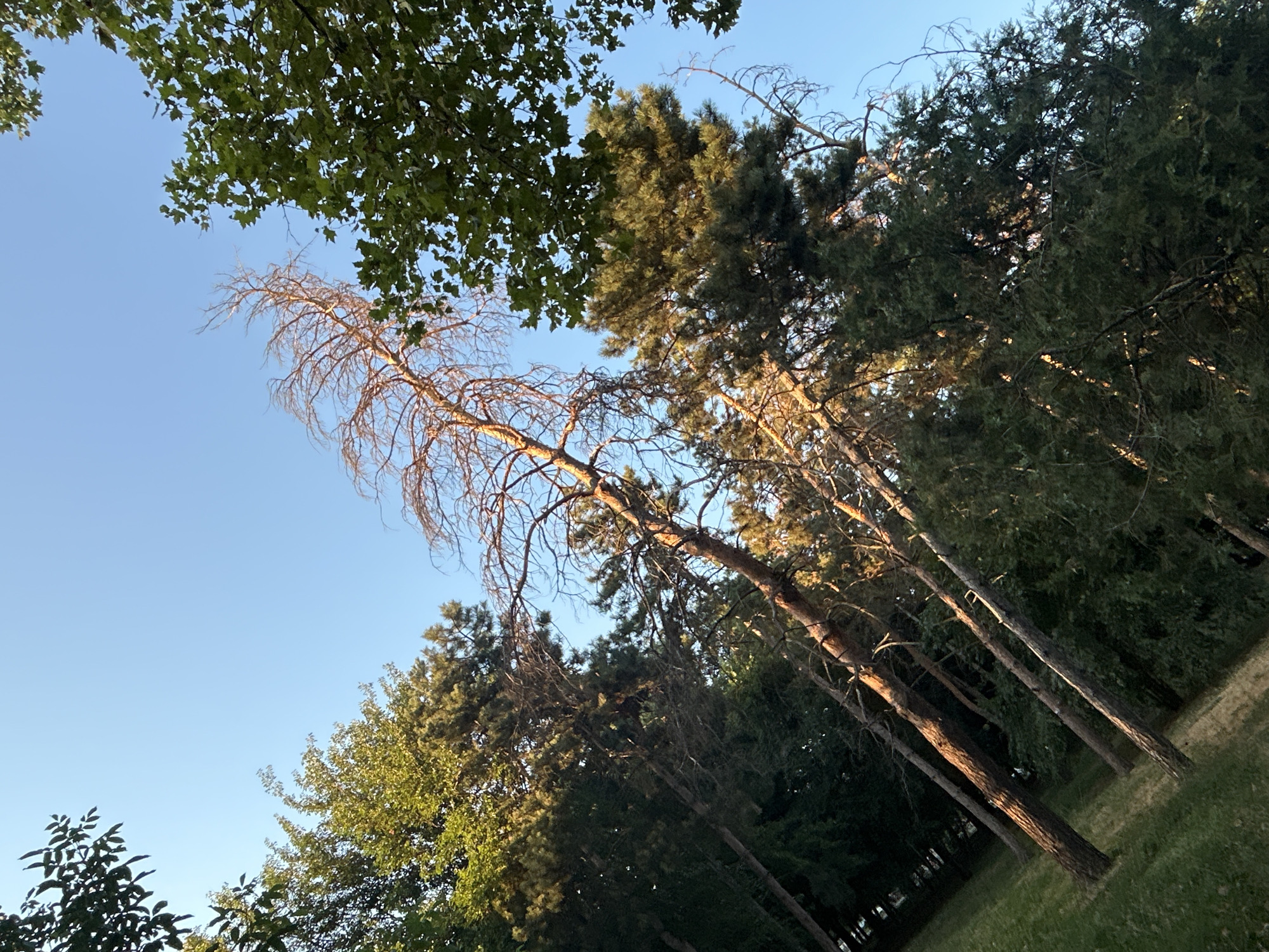 The image captures a view looking upwards through trees towards a clear blue sky. The scene is dominated by various trees, including a prominent dead tree with bare, brown branches reaching upwards. Surrounding the dead tree are lush green trees, some appearing to be pine trees with their characteristic needles. The light suggests it is either early morning or late afternoon, casting a warm glow on the scene. The ground below appears to be a grassy slope. The image does not contain any people or specific urban features that would indicate a location within the city of Krasnodar, Russia.