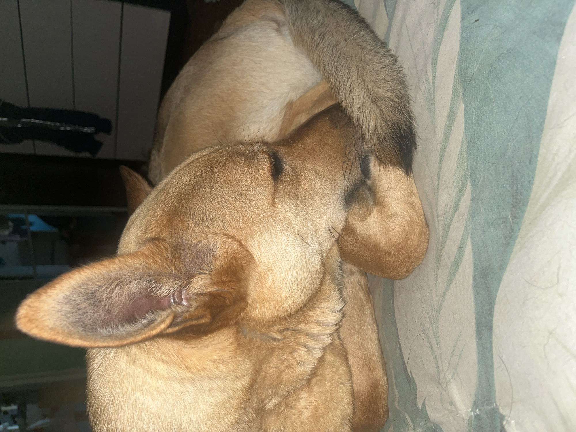 The image shows a close-up, low-light indoor shot of a light brown dog curled up and sleeping on a bed. The dog's head is tucked into its tail, and its large ears are visible. The bedding has a pattern of light green and white stripes. The background is dark and out of focus, with hints of furniture and clothing. There is no indication of the specific location within Nizhny Tagil, Russia.