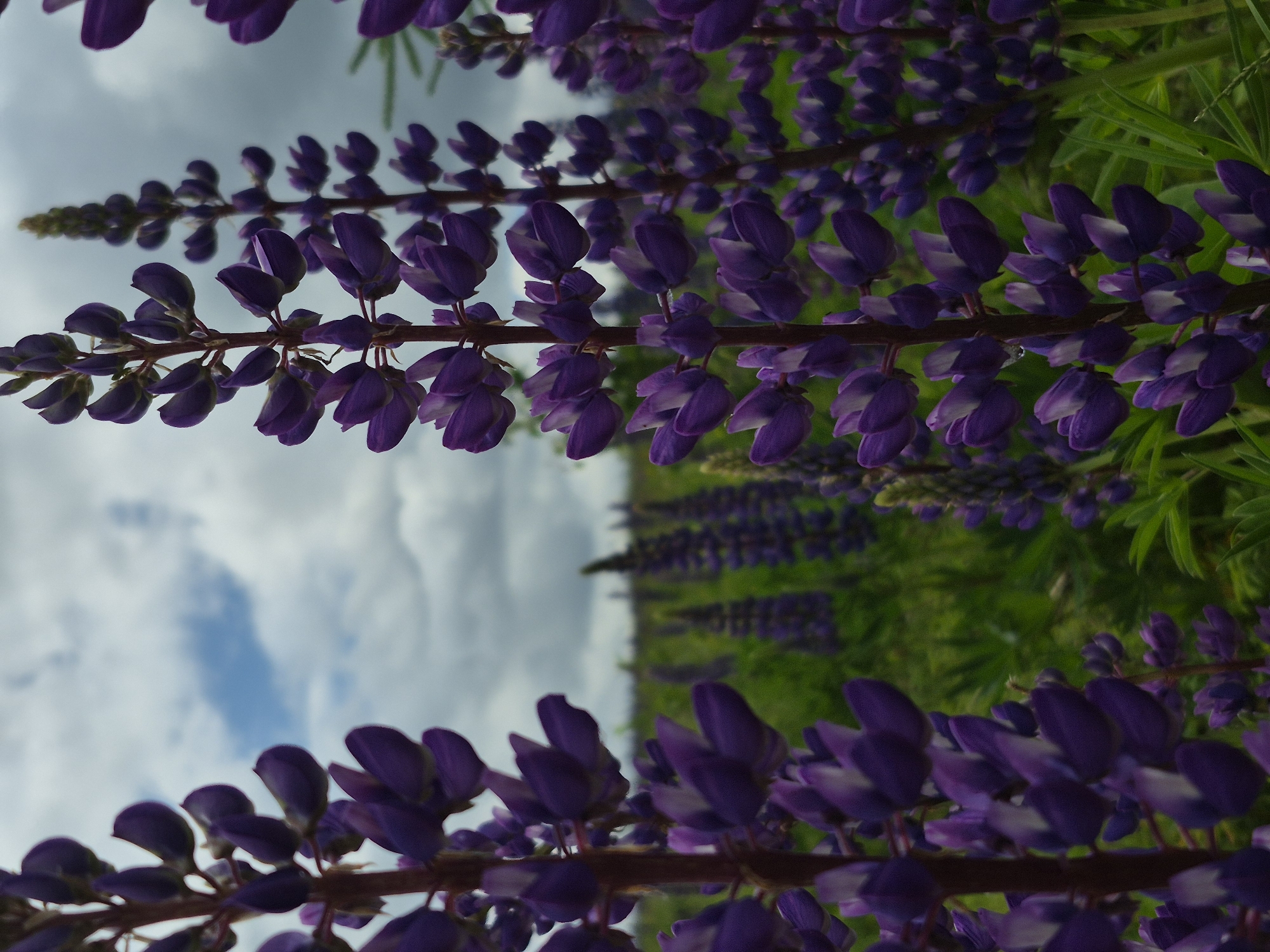 A close-up, low-angle shot features a field of blooming purple lupine flowers under a cloudy sky. The flowers are the primary subjects, with their tall, spiky stalks laden with numerous individual blooms. The foreground shows a few stalks in sharp focus, while the background recedes into a soft blur of more lupine flowers and green foliage. The sky above is a mix of grey clouds and patches of blue, suggesting an overcast day. The scene appears to be a natural landscape, possibly a meadow or a roadside, consistent with the natural habitat of lupines. The image does not contain any people or man-made objects, implying a rural or natural setting. The location in the city of Дойная, Russia, is not visually discernible from the image itself.