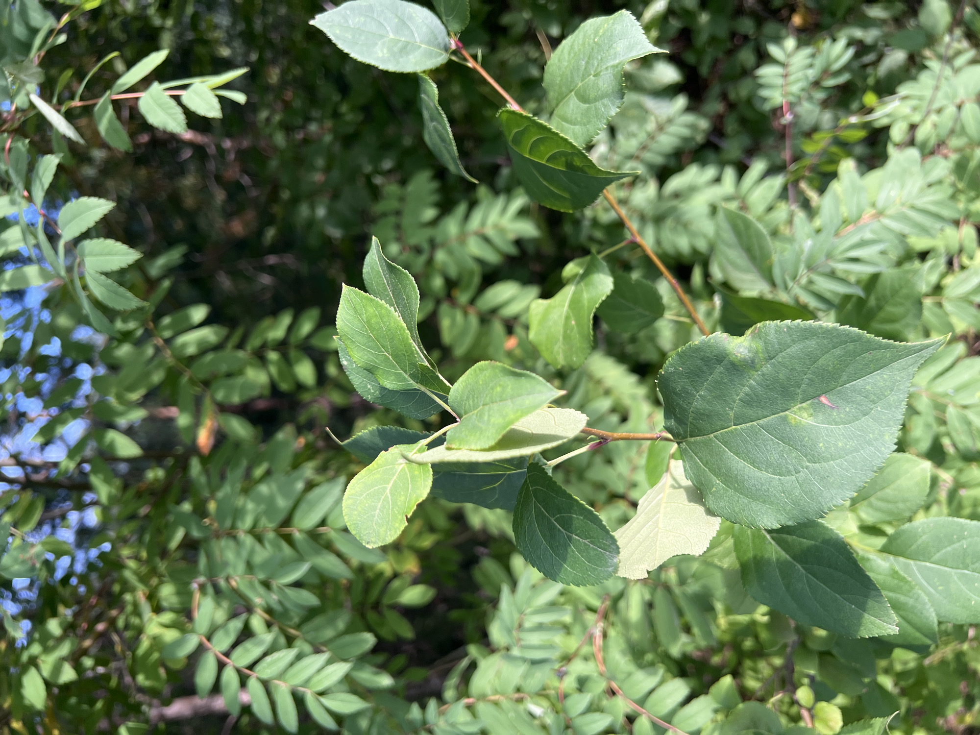 The image depicts a close-up view of green foliage against a blurred background of more greenery and hints of blue sky. In the foreground, several leaves of varying sizes and shapes are visible, attached to thin reddish-brown stems. Some leaves are broad and ovate with serrated edges, while others are smaller and more elongated. The lighting suggests it is daytime, with sunlight filtering through the leaves, creating dappled shadows. The overall impression is one of a natural, outdoor environment, likely a park or wooded area. There are no people, animals, or man-made structures clearly identifiable in the image. The specific location within Krasnoyarsk, Russia, cannot be determined from the visual information provided.