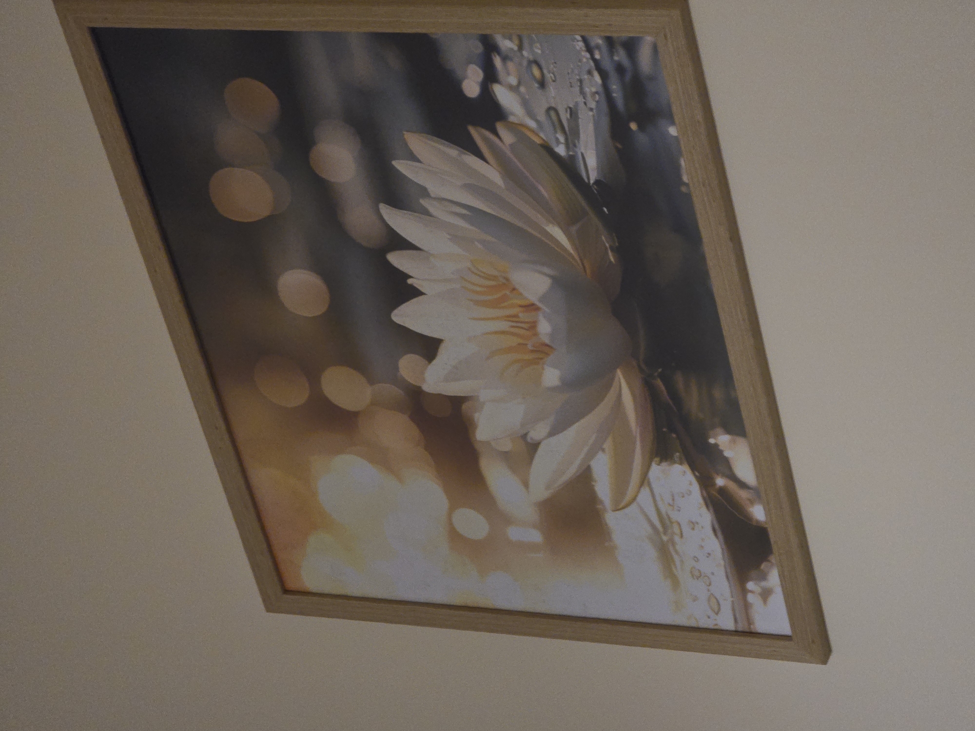 The image captures a framed picture hanging on a plain, light-colored wall. The photograph is taken at an oblique angle, causing the rectangular frame to appear tilted, with its top-left corner positioned higher than its bottom-right.
The artwork within the frame is a close-up of a white or cream-colored water lily, or a similar aquatic flower. The flower is prominent, positioned slightly off-center to the right, and features numerous delicate petals that display subtle shading, with hints of yellow or orange near its core.
The background of the artwork is composed of contrasting elements. To the left, there is a dark, blurred background punctuated by several soft, circular bokeh lights in warm golden and orange tones. To the right and behind the flower, a surface covered in distinct water droplets is visible, reflecting light and adding a textural detail to the scene.
The frame itself is made of light-toned wood, showcasing a natural grain, and has a simple, clean design. The wall behind the frame is unadorned and appears to be a uniform light beige or cream color. There is no discernible text present in the image. The scene evokes a sense of tranquility and focuses on the delicate beauty of the flower against its contrasting backdrop.