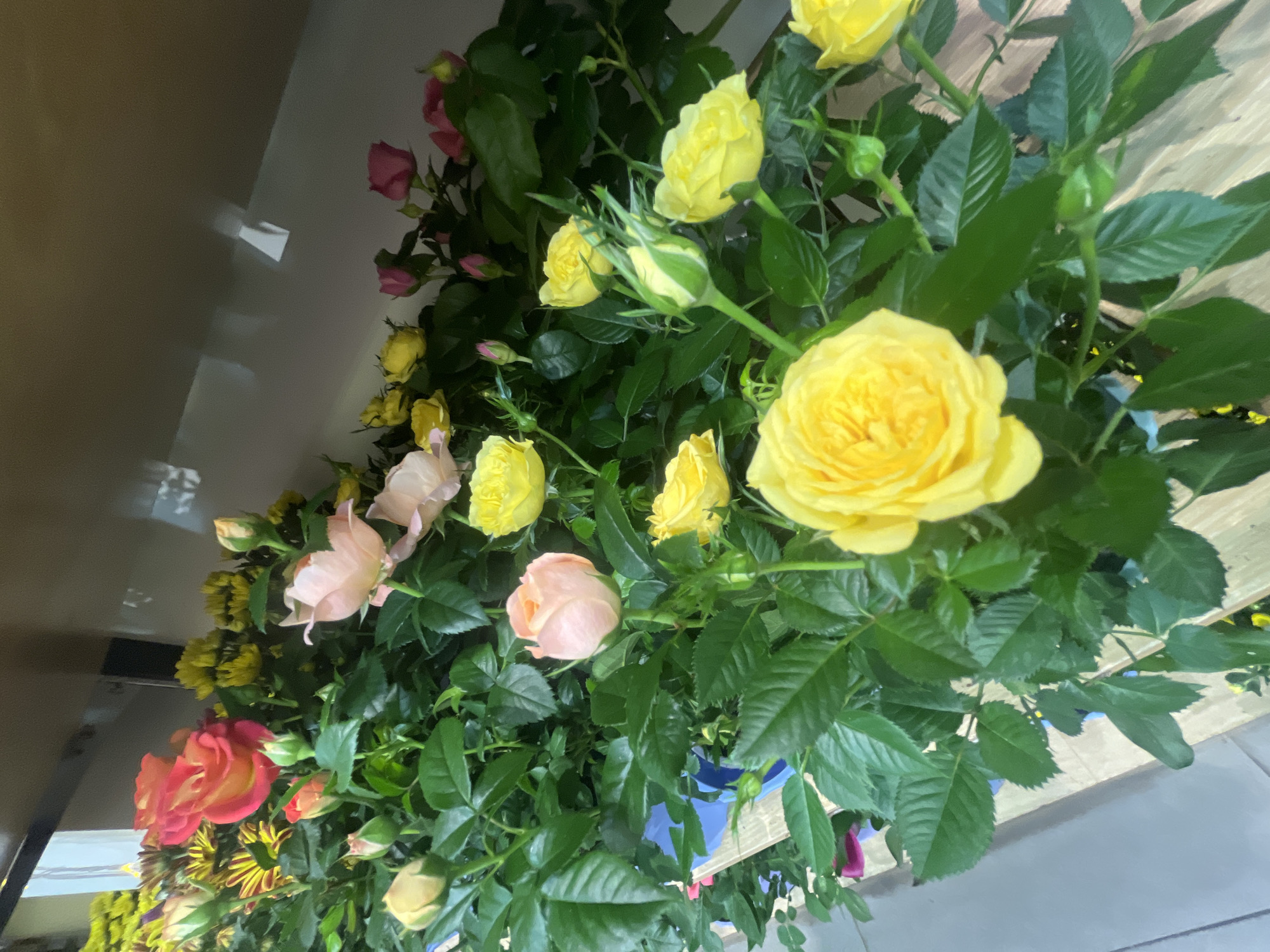 The image displays a close-up view of potted roses in a retail setting, likely a flower shop or garden center. The roses are in various stages of bloom, with a mix of yellow, pink, and coral-colored flowers. Lush green foliage surrounds the blossoms, and some buds are visible. The plants are arranged in rows on wooden shelves, suggesting an indoor display. The background is softly lit, with a hint of shelving and what appears to be a wall. The overall impression is one of vibrant floral abundance. There is no indication of any specific location in Đà Nẵng, Vietnam, or any people present in the image.