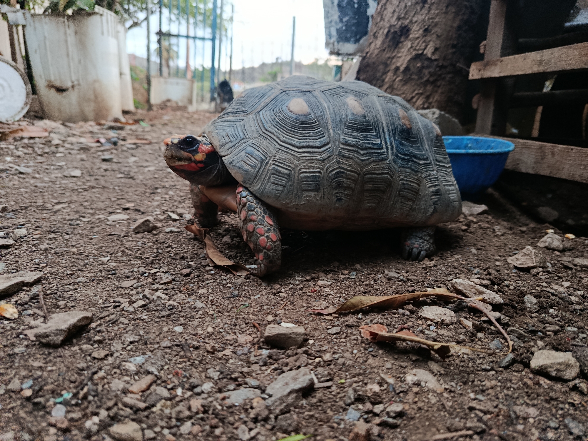 A close-up, low-angle shot features a red-footed tortoise on a dirt path. The tortoise, with its distinct red markings on its legs and face, is positioned in the center of the frame, facing left. Its shell is textured and patterned, showing concentric rings. The ground is covered with small rocks, pebbles, and a few dried leaves. In the background, to the left, a white cylindrical object and a metal gate are visible. To the right, a portion of a large tree trunk and a wooden structure with a blue bowl are present. The overall environment appears to be an outdoor, possibly rural or semi-urban area. The location is identified as Altagracia, Venezuela.