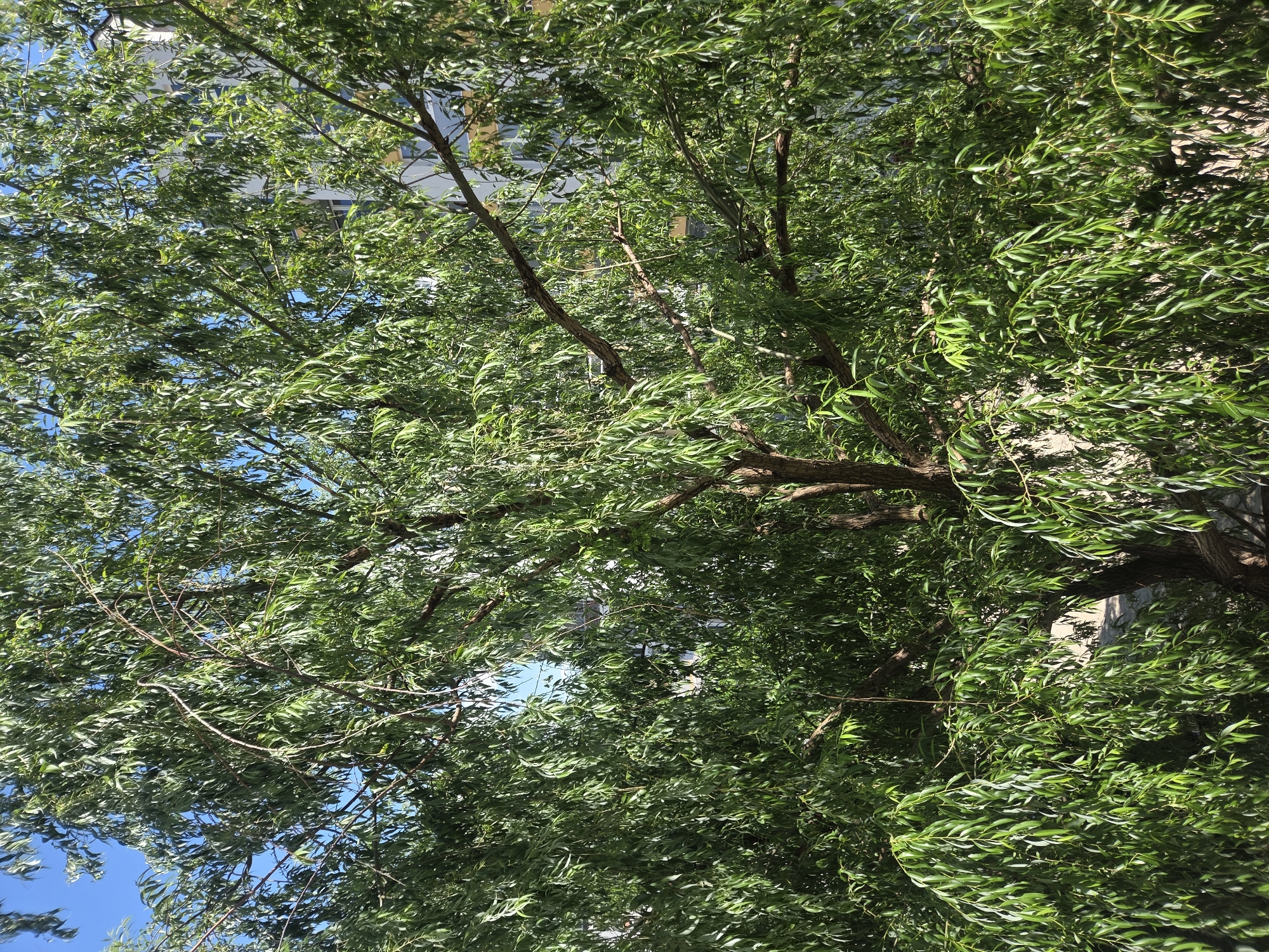 An outdoor, eye-level shot captures the dense, drooping foliage of a willow tree. Sunlight dapples through the vibrant green leaves, creating a textured canopy. The tree's trunk is visible on the right side of the frame, with its rough bark contrasting against the softer leaves. In the background, a modern building with a light-colored facade and windows can be seen, suggesting an urban setting. The sky above is a clear, bright blue. This scene is likely located in the city of Plovdiv, Bulgaria, perhaps in a park or residential area where trees are integrated with urban architecture.