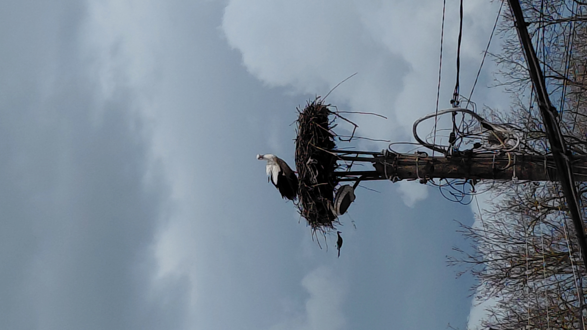 In the city of Unknown, Unknown, a large white stork with prominent black flight feathers stands within a substantial stick nest situated on a platform at the top of a utility pole. The wooden pole is heavily equipped with numerous electrical and communication wires, some coiled or bundled, and a circular light fixture or utility device is mounted directly below the nest platform. To the left of the pole and below the nest, a smaller, dark bird is captured in flight. The sky is uniformly overcast with a dense layer of grey clouds. In the lower background, the bare branches of leafless deciduous trees are visible, along with multiple horizontal utility cables extending across the frame. No human subjects are present in the scene.