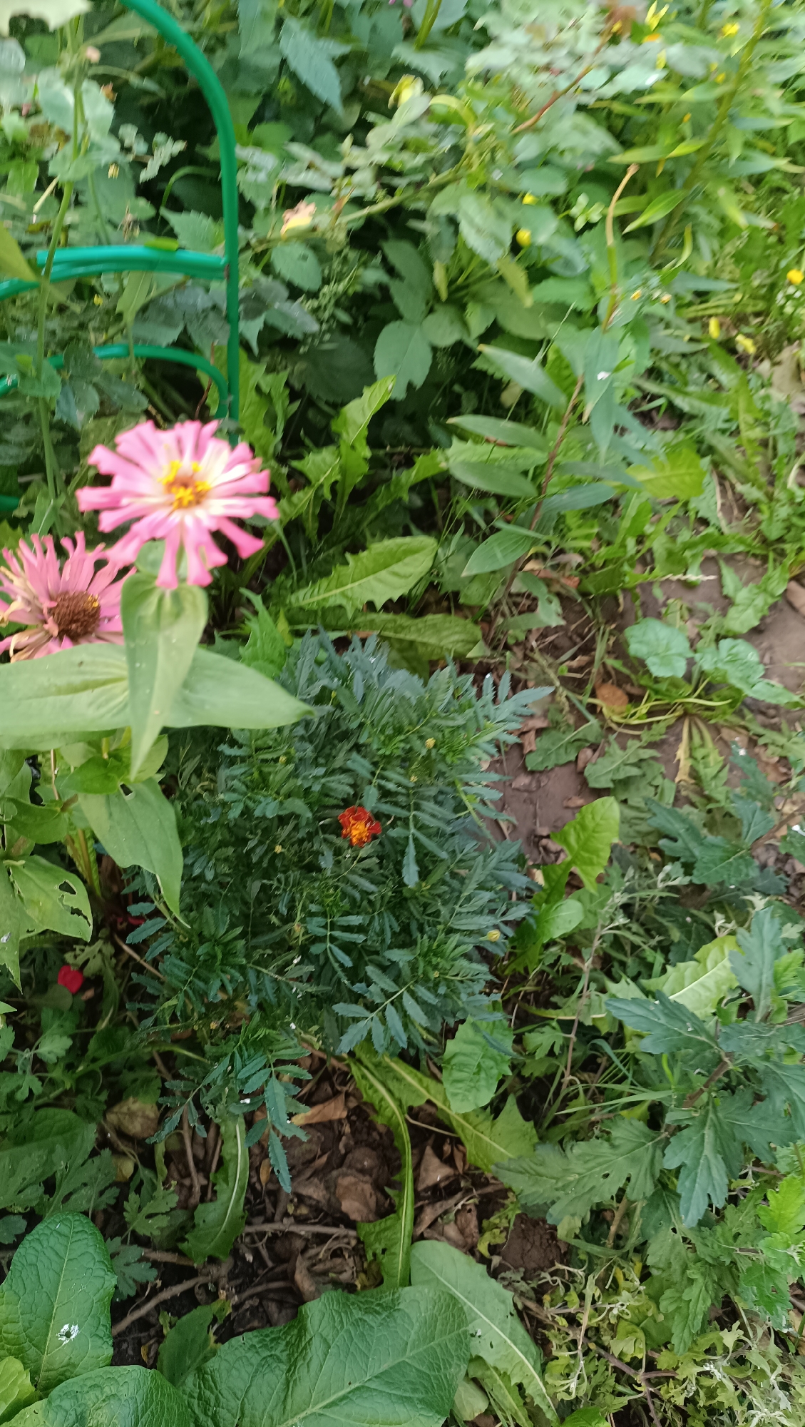 The image depicts a close-up view of a garden area with a variety of plants and flowers. In the foreground, there are large green leaves. To the left, two pink zinnias are visible, with one larger and more in focus than the other. Between the zinnias and in the center of the frame, a bushy plant with small, feathery green leaves is present, and on this plant, a single, small orange and red marigold is blooming. Surrounding these elements are various other green plants and foliage. The ground appears to be composed of soil and dry leaves. The scene suggests an outdoor garden setting. There is no indication of the specific location within the city of Karsha, Russia, or any people or actions.