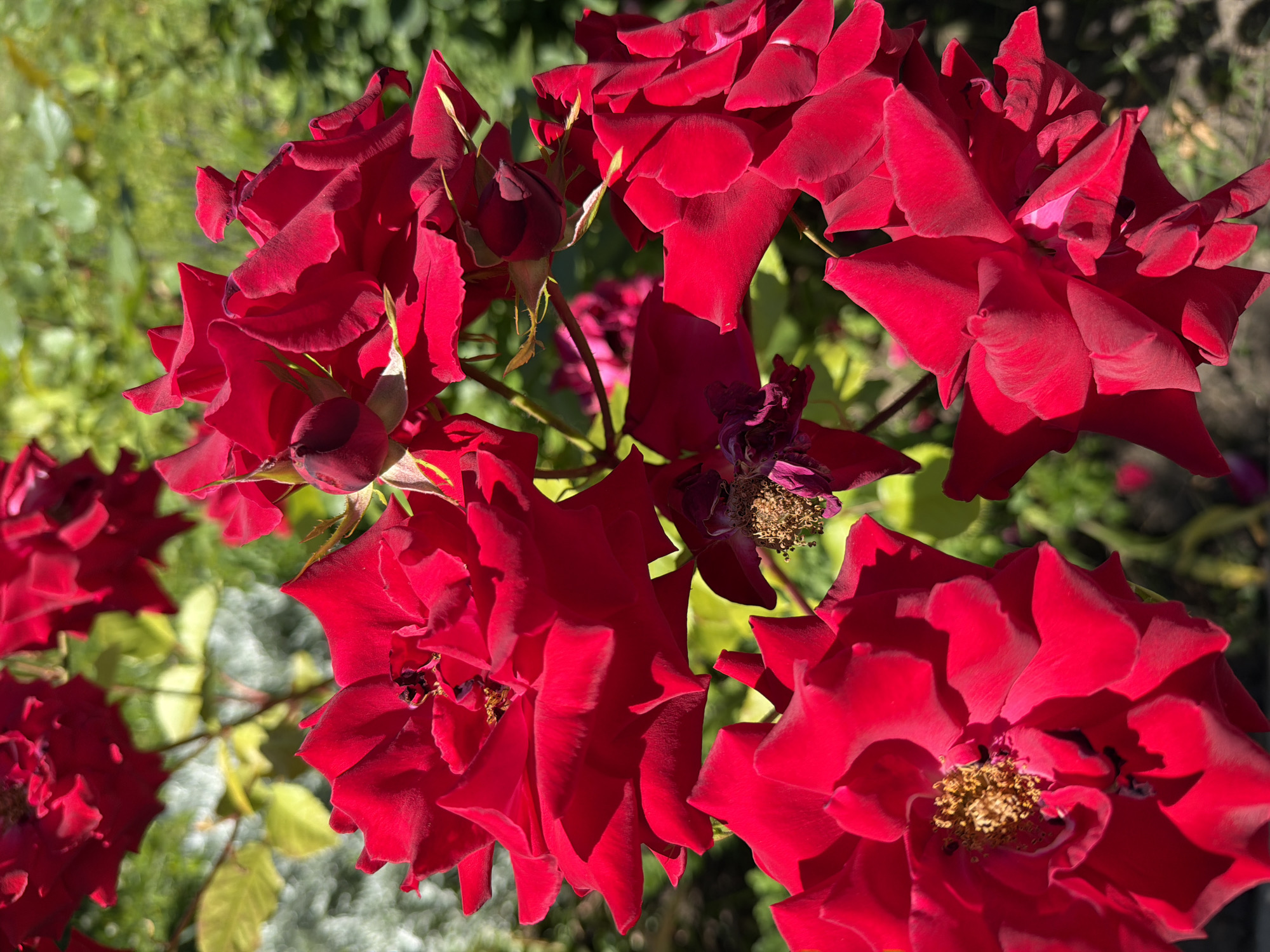 A close-up, eye-level shot features a cluster of vibrant red roses in full bloom, some with visible stamens, set against a blurred green and yellow foliage background. The lighting suggests a sunny day, with shadows and highlights accentuating the texture of the petals. Some of the roses appear to be wilting, with dried brown centers. The scene is devoid of people and any identifiable urban or natural landmarks. The location is unknown.