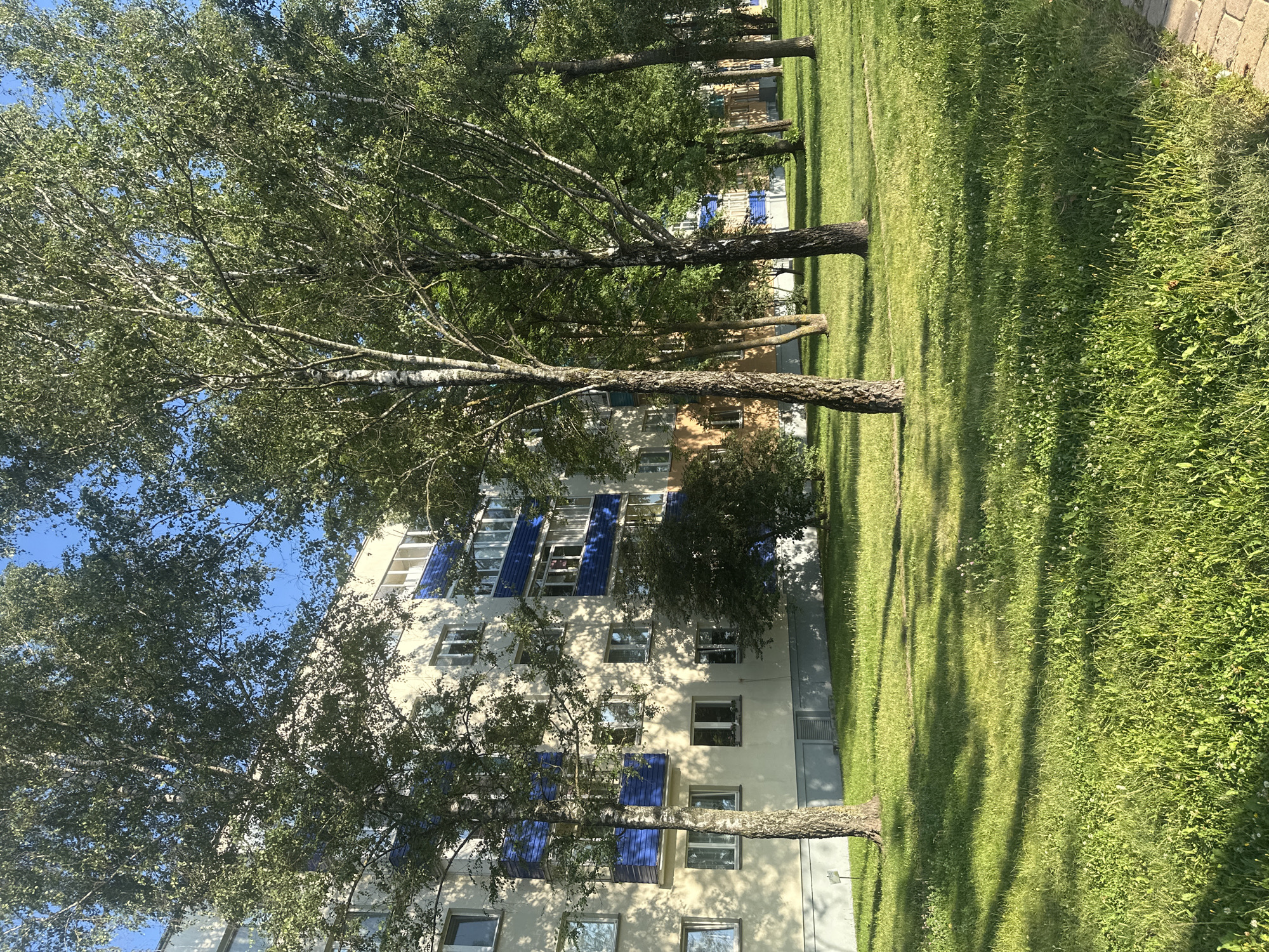 This image depicts the exterior of a multi-story apartment building in the city of Minsk, Belarus. The building has a light-colored facade with blue accents on the balconies and windows. Tall, leafy trees, predominantly birch trees with their characteristic white bark, are situated in front of the building, casting dappled shadows on the well-maintained green lawn. The lawn is covered in grass and scattered with small white flowers. A paved walkway is visible along the right edge of the frame. The sky is clear and blue, indicating a sunny day. No people or animals are present in the scene. The overall impression is of a typical residential area in an urban environment, characterized by green spaces and architectural uniformity.