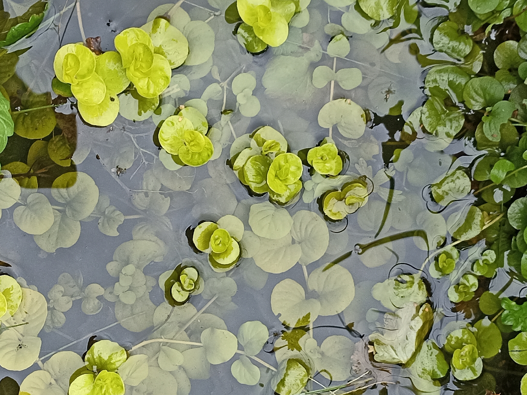 This is a top-down, close-up, macro shot of aquatic plants floating on the surface of murky water. The water is dark and reflects the surrounding foliage. The plants are a mix of light green and yellow-green, with rounded leaves that are somewhat cupped or folded. Some of the plants appear to be forming tight clusters, while others are more spread out. There are also darker green leaves visible along the edges of the frame, suggesting denser growth in those areas. The overall impression is of a natural, somewhat unkempt aquatic environment.
The image does not provide any information about the city of Mochische, Russia, or any people, actions, or interactions. It is solely focused on the botanical elements within the water.