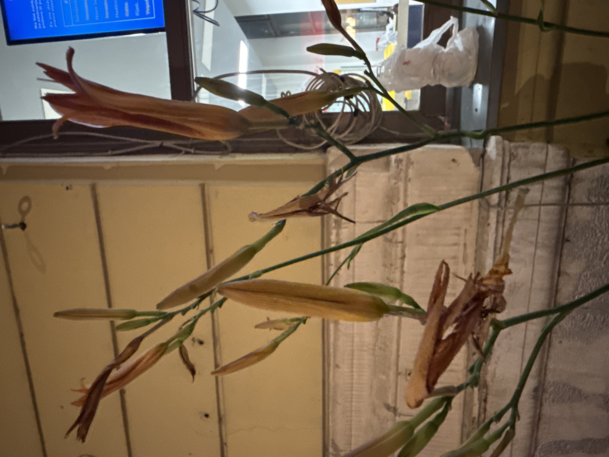 The image shows a close-up view of orange lily buds and wilting flowers in front of a building at night. The background includes a window reflecting an interior with a television screen displaying text in what appears to be Bosnian or Croatian. A white plastic bag is also visible on the windowsill. The building's facade is a pale yellow with visible horizontal lines, possibly siding or architectural detail. The overall scene suggests an urban environment, potentially Sarajevo, Bosnia and Herzegovina, given the context provided by the inferred text on the screen.
