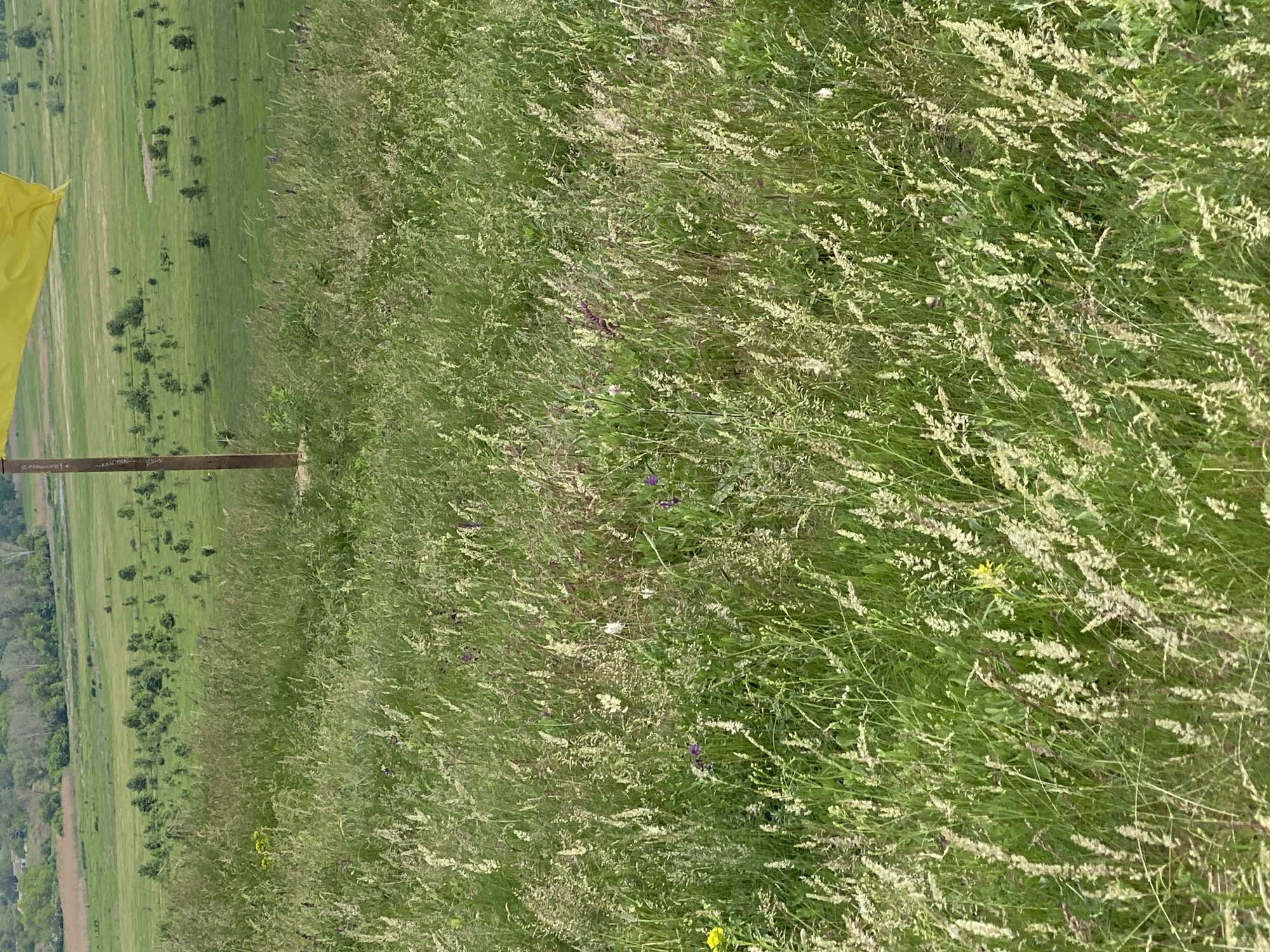 The image depicts a grassy field in Ustyvytsia, Ukraine. Tall green grass with white seed heads dominates the foreground. Scattered wildflowers in yellow and purple are visible among the grass. A yellow flag is partially visible on the left side of the frame, attached to a wooden pole. The background shows a green, undulating landscape with scattered trees and fields.