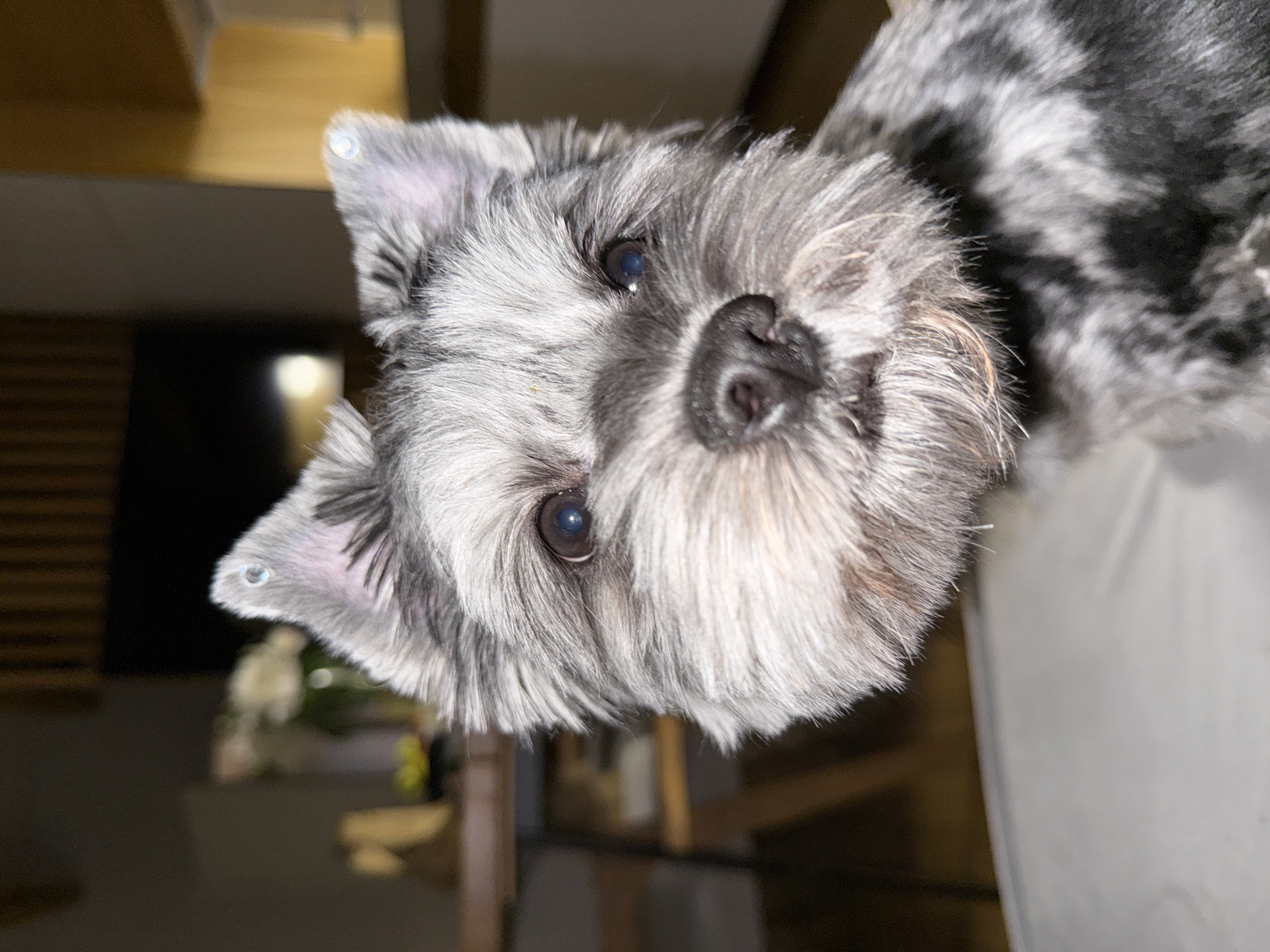 A close-up, low-angle, indoor shot features a miniature schnauzer dog with gray and black fur. The dog's face is central to the frame, with its dark eyes looking slightly off-camera. Its nose is black and moist, and its mouth is closed. Small, clear ear adornments are visible on the tips of its ears. The background is blurred, showing a wooden table with what appears to be a vase of flowers and some yellow objects. Further back, a dark television screen and a wall with vertical wooden slats are visible, suggesting a residential setting. The lighting is dim, with some artificial light sources creating reflections on the dog's eyes and ear adornments.