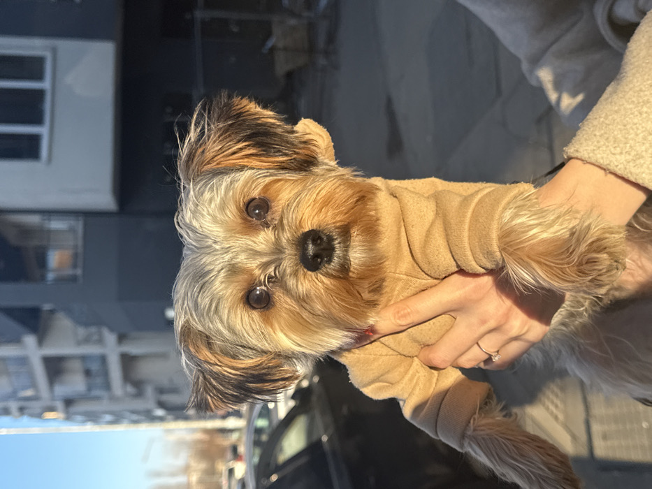 A small Yorkshire Terrier-type dog, wearing a light tan long-sleeved garment, is held vertically by two human hands in an urban outdoor environment in Sofia, Bulgaria. The dog faces forward, displaying predominantly tan and dark brown fur, erect ears, a black nose, and dark, alert eyes. A plain metallic ring is visible on the ring finger of the left hand holding the dog. The background features modern multi-story buildings; a light-colored building with balconies is visible under a clear blue sky on the left, and a darker, possibly grey, building with architectural projections on the right. A street with parked vehicles and bare deciduous trees is visible in the distant left background. The scene is brightly illuminated by direct sunlight, casting prominent shadows, indicative of a clear day with a low sun angle.
