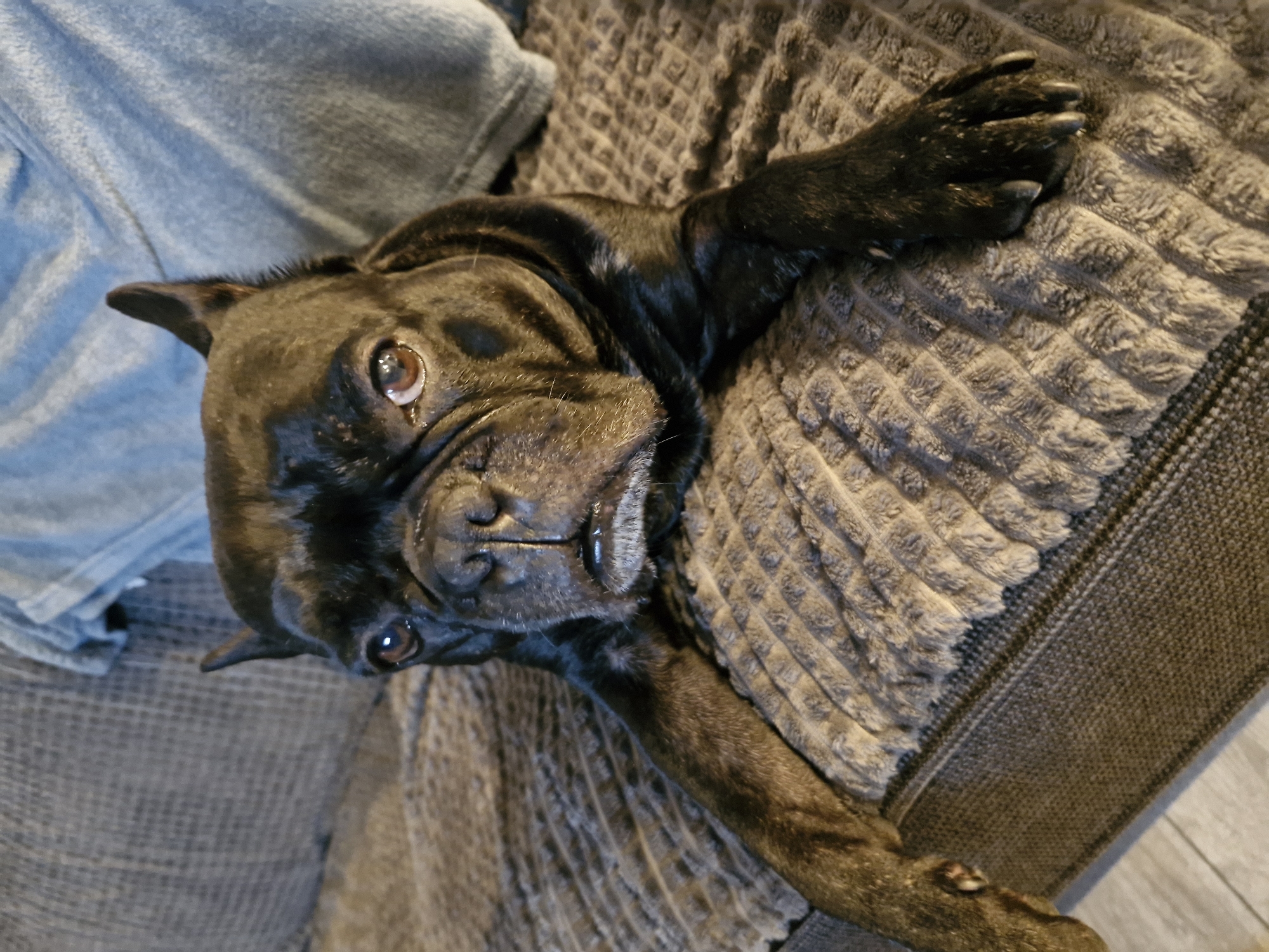 A black French Bulldog lies on a grey textured cushion. Part of a grey fabric sofa is visible to the left. The dog is positioned at an angle, looking up with brown eyes. Its paws rest on the cushion. The image does not depict the city of Plovdiv, Bulgaria.